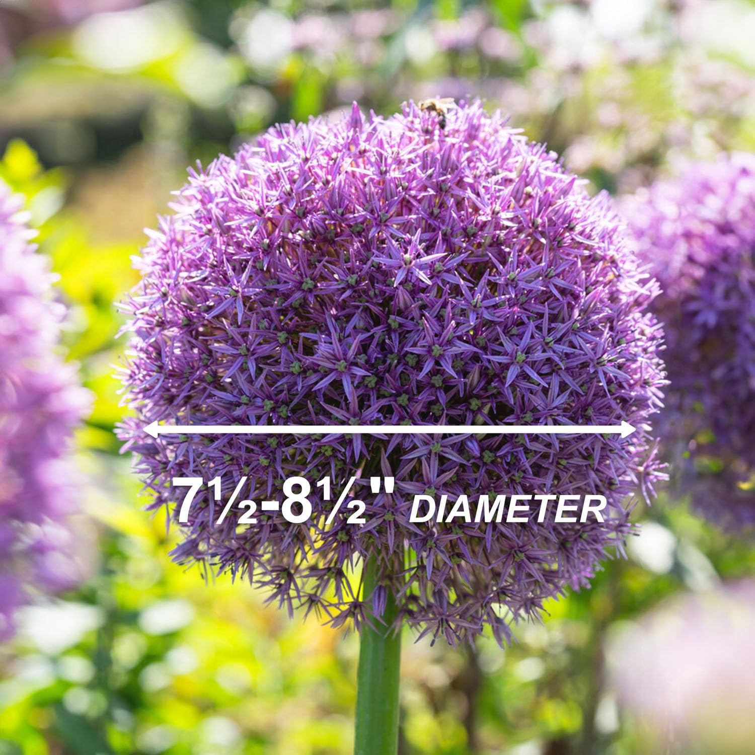 Amazon.com : Garden State Bulb Globemaster Giant Allium Flower 