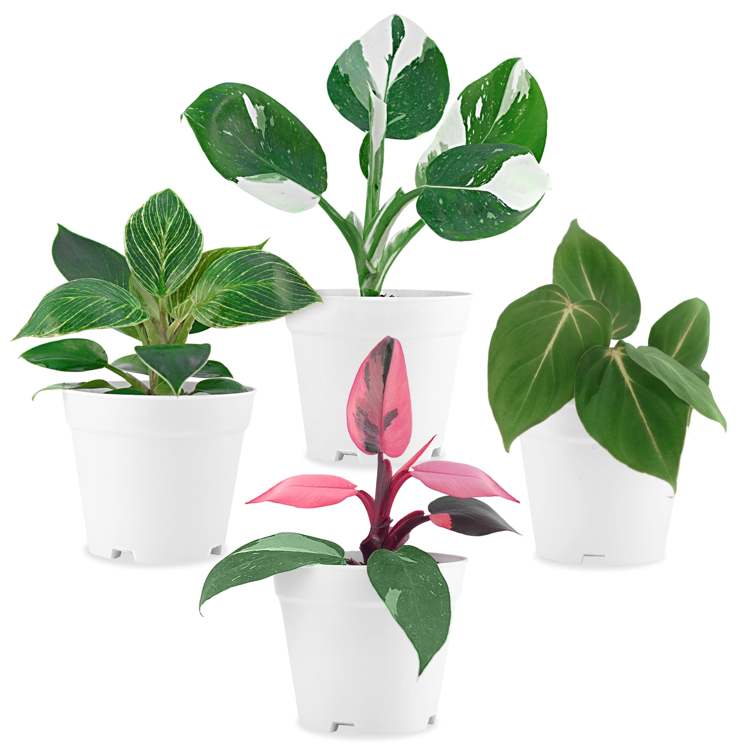 Fam Plants Philodendron 4-Pack