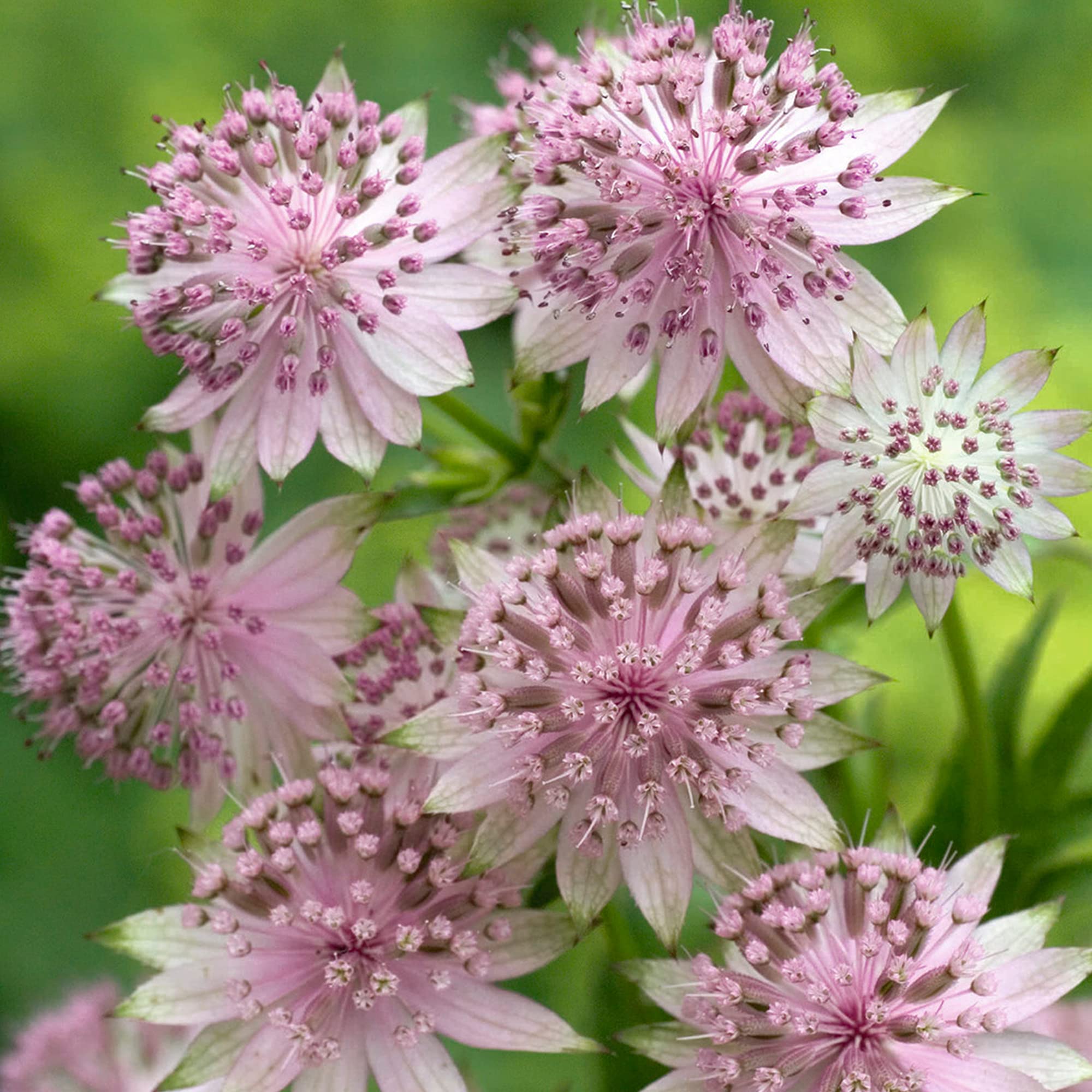 Astrantia Buckland - Masterwort - Pink Flowering Perennial - Outdoor Plant in Pot (9cm Pot, 15-30cm)