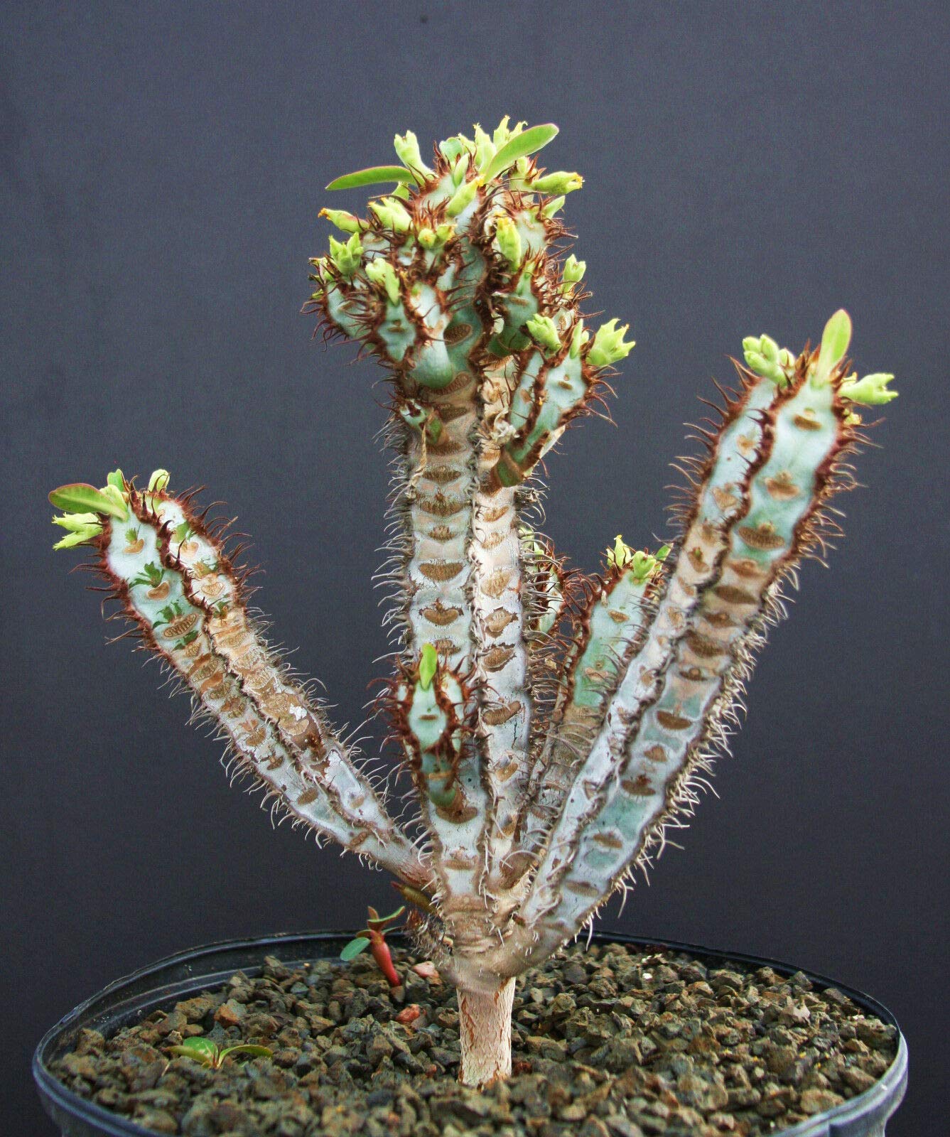 Euphorbia Neobosseri – Exotic Madagascar Bonsai – Rare Blue Cactus-Like Succulent – 5 Seeds