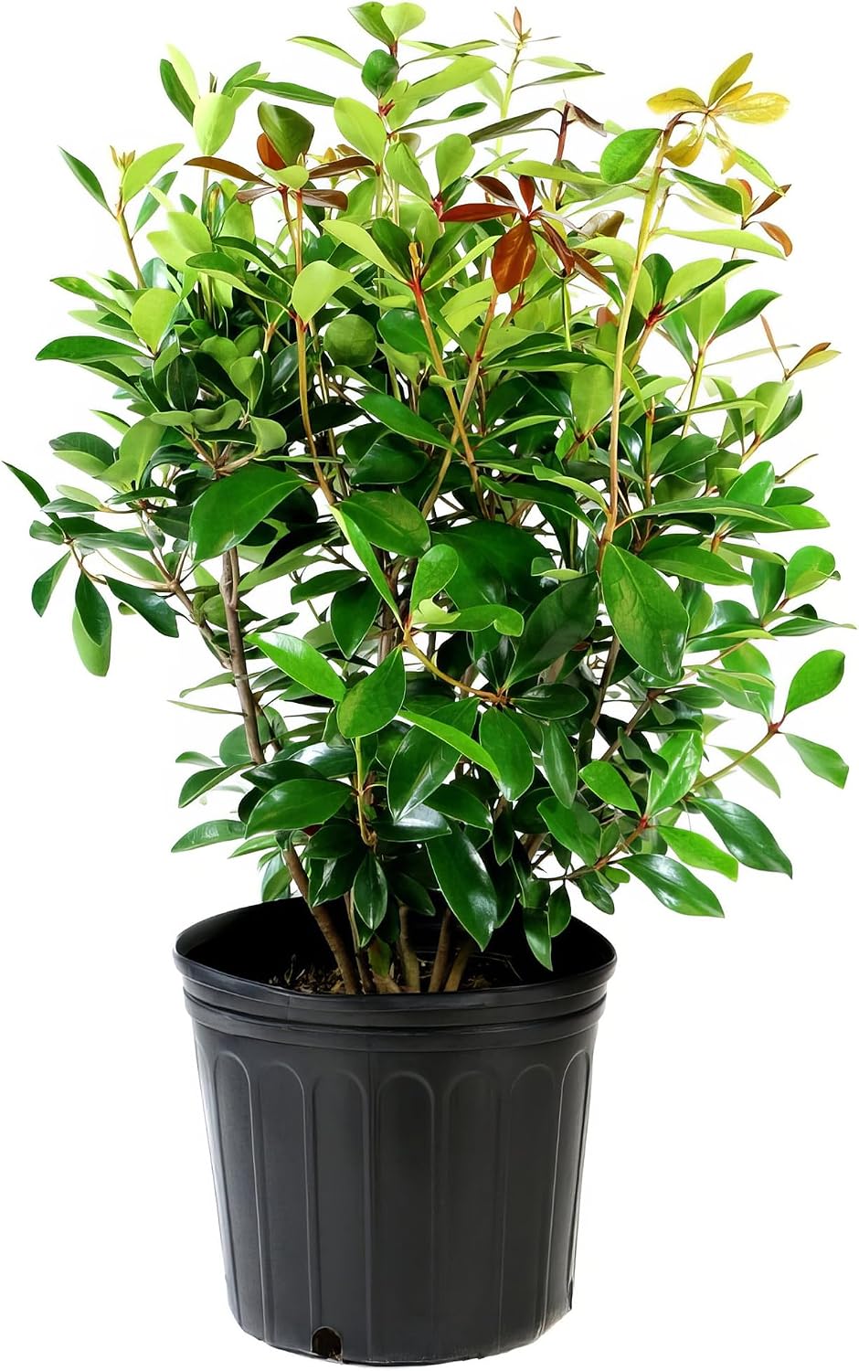 2.25 Gal. Cleyera Japonica Shrub – Fast-Growing Shrubs w/Glossy Leaves, Fragrant White Flowers & Red Berries – Japonica Live Plants for Privacy Screening, Landscaping, Accents – 1 Gal. Grower Pot