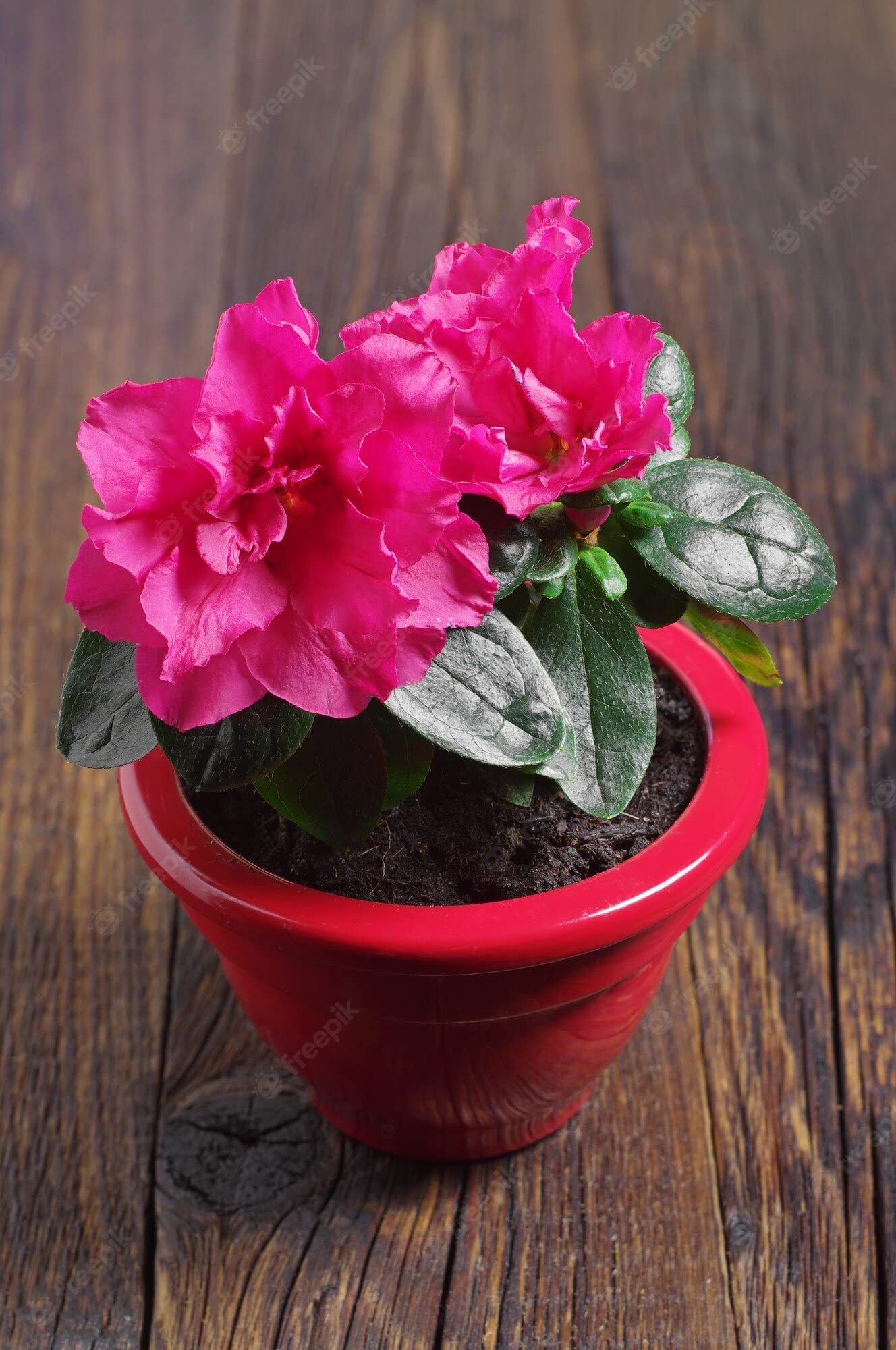 Cloud Farm Live Red Azalea Healthy Flower Plant For Home Gardening Red Colour Pack of 1 CF_58 (B0BNYHLH4H) Amazon Price History, Amazon Price Tracker