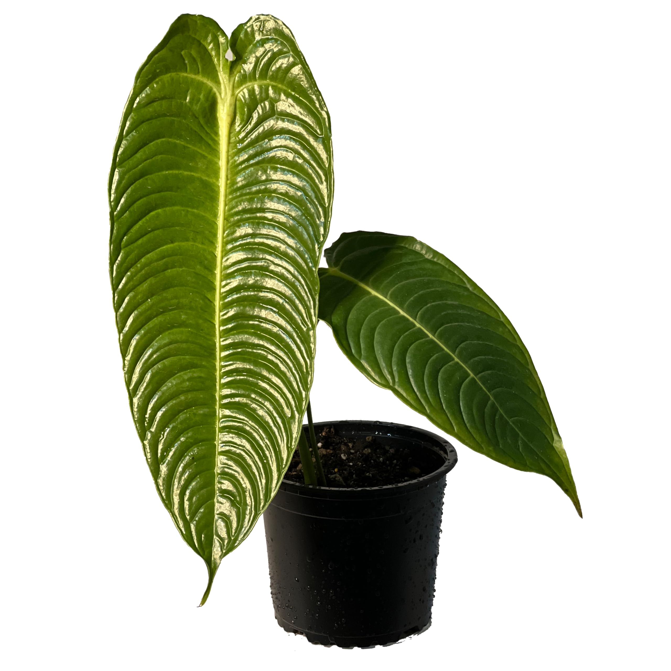 LEAL PLANTS ECUADOR Anthurium Veitchii
