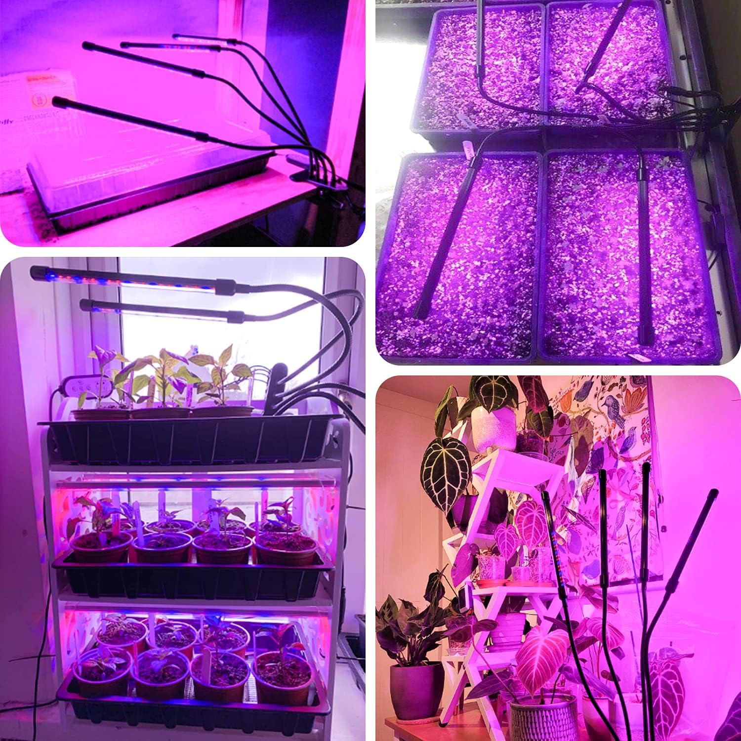 Garpsen Pflanzenlampe, 80 LEDs Vollspektrum Led Pflanzen wachsen Licht, 10 Dimmstufen & 4 Köpfe wachsen Lampe mit Timer 4/8/12H, 360 ° einstellbar Schwanenhals für Sämlinge und Sukkulenten