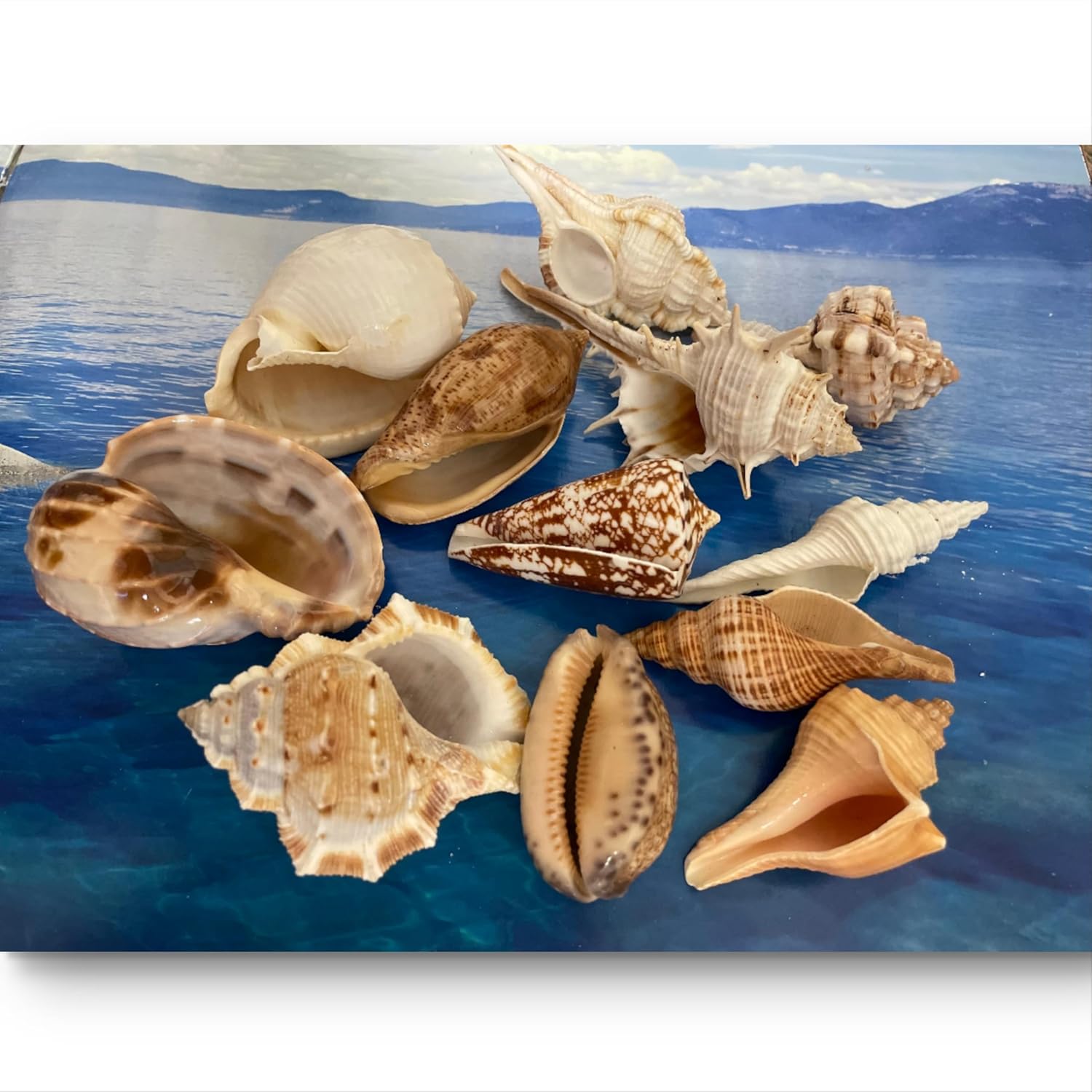 Rare Ocean Shells. Set of 12. 5-9 cm. Assorted Rare Florida Seashells Perfect for Home Décor, Art Projects, or as a Thoughtful Gift.