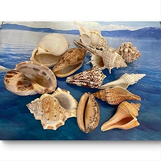Rare Ocean Shells. Set of 12. 5-9 cm. Assorted Rare Florida Seashells Pe...