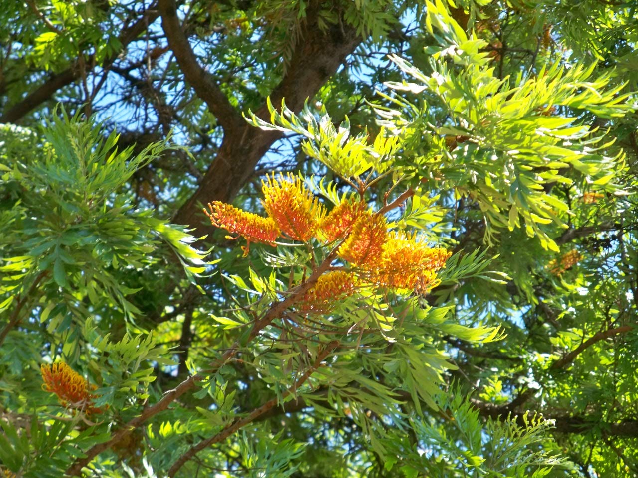 Plant Nursery Online Silver Oak, Grevillea Robusta (Pack of 2) - Live Plants (B07XGMNV9K) Amazon Price History, Amazon Price Tracker