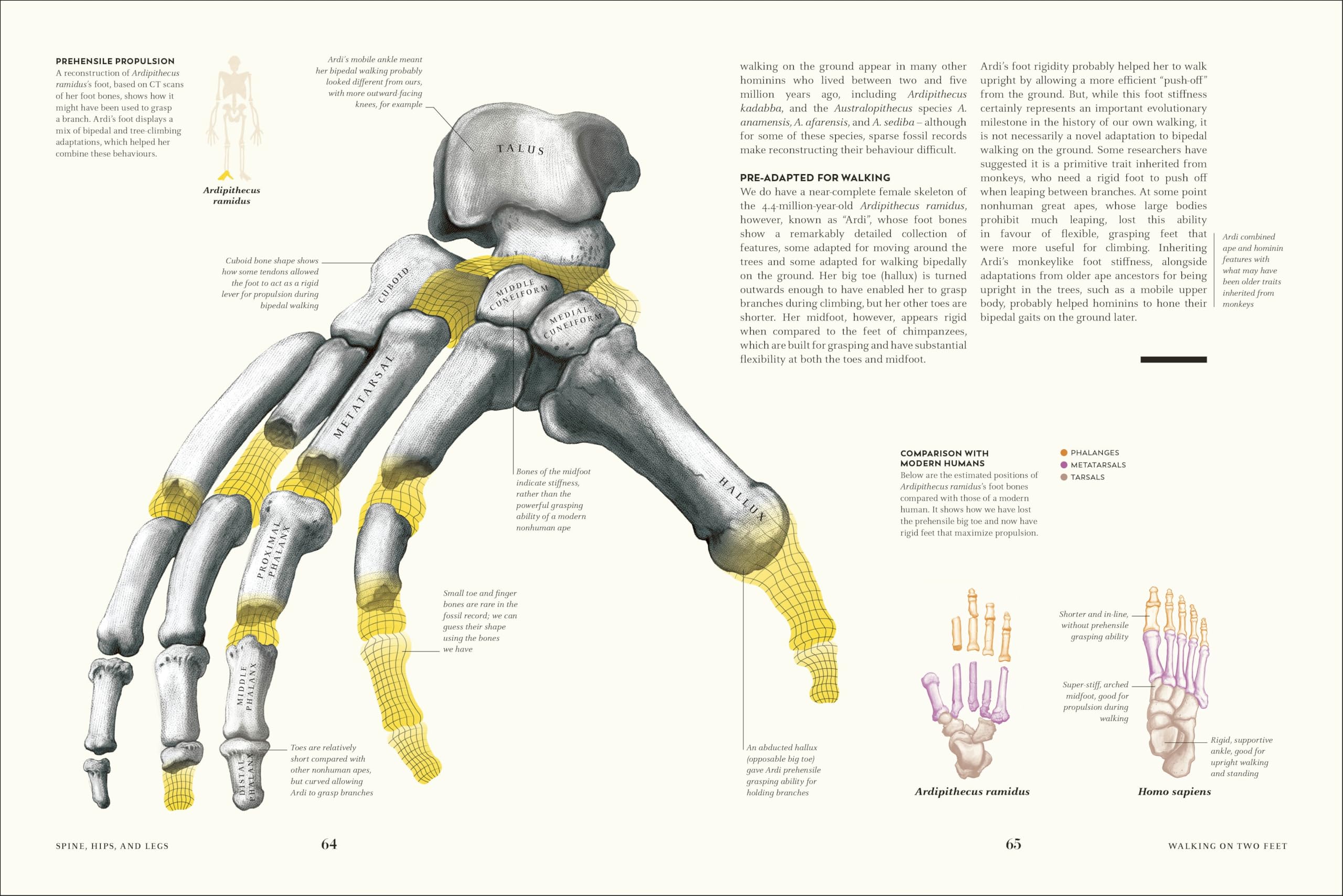 Humans: The Evolution of a Species