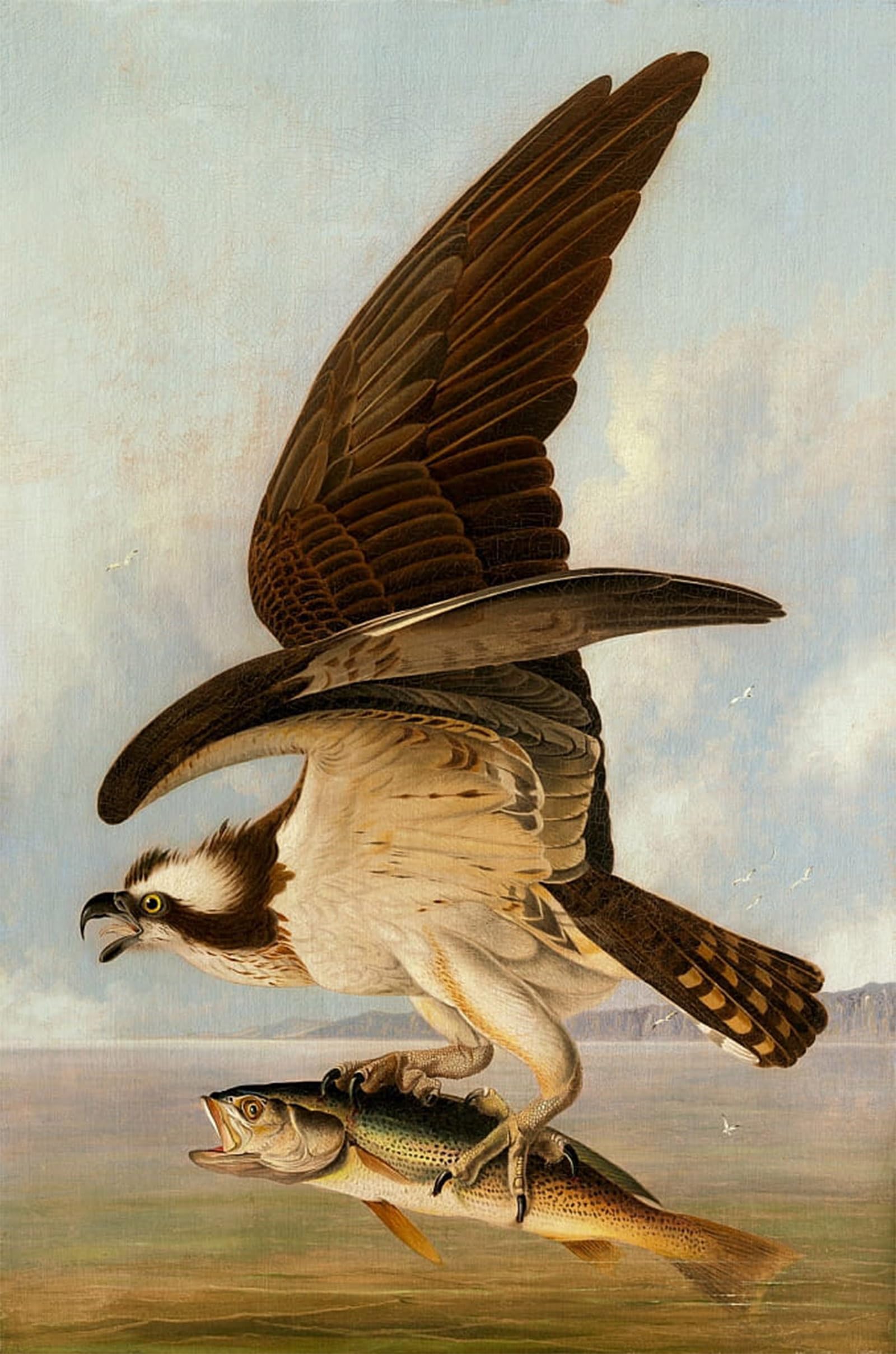 POSTERIIk Vintage Art Print Images Pictures Print Osprey and Weakfish by John Jamess Audubon Modern Colour Posters for Office Home Decor 60x90cm