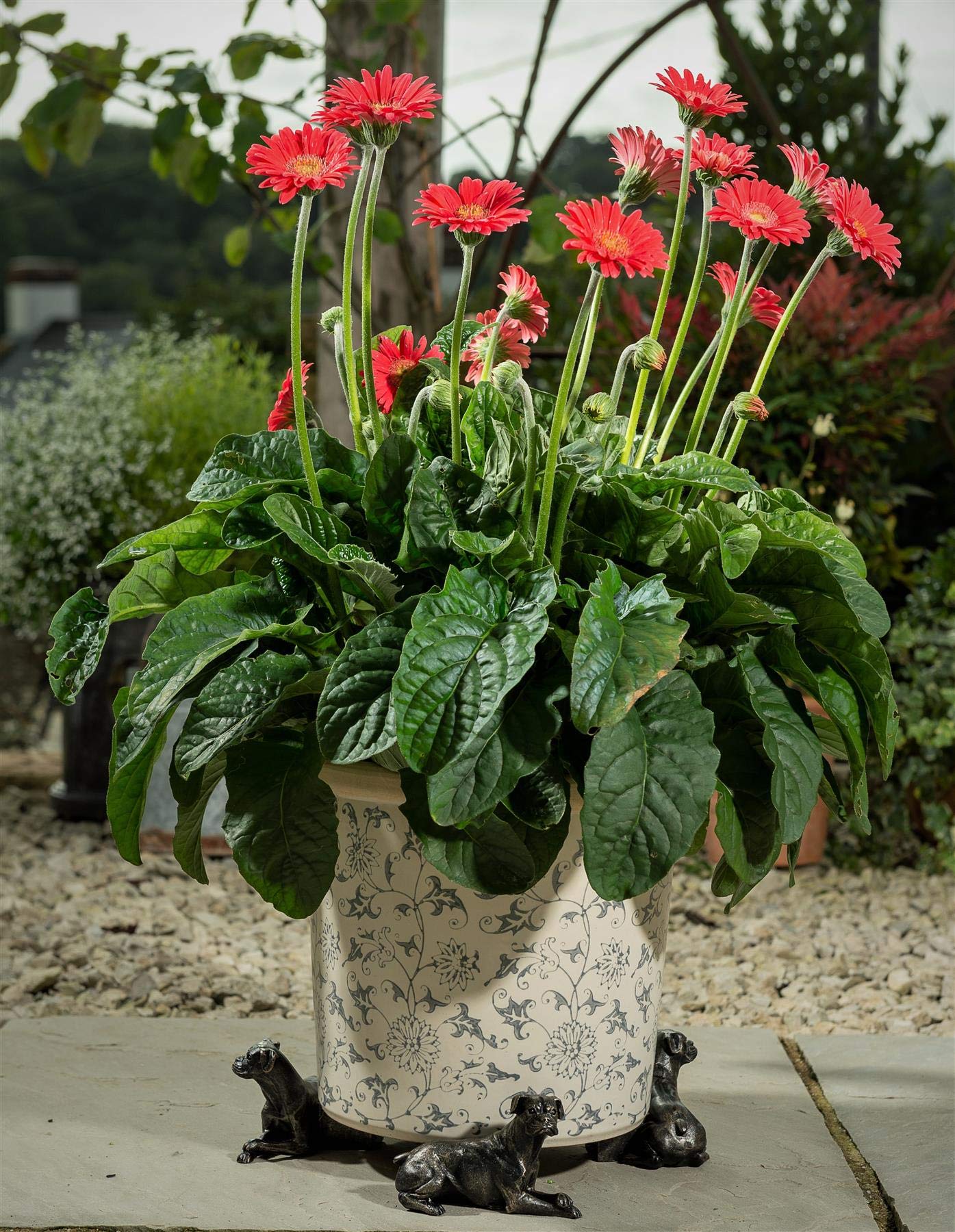 Potty Feet Boxer Dog Figures Plant Pot Feet - Planter Support - Handmade Decorative Ornaments - 3pcs โ image 1