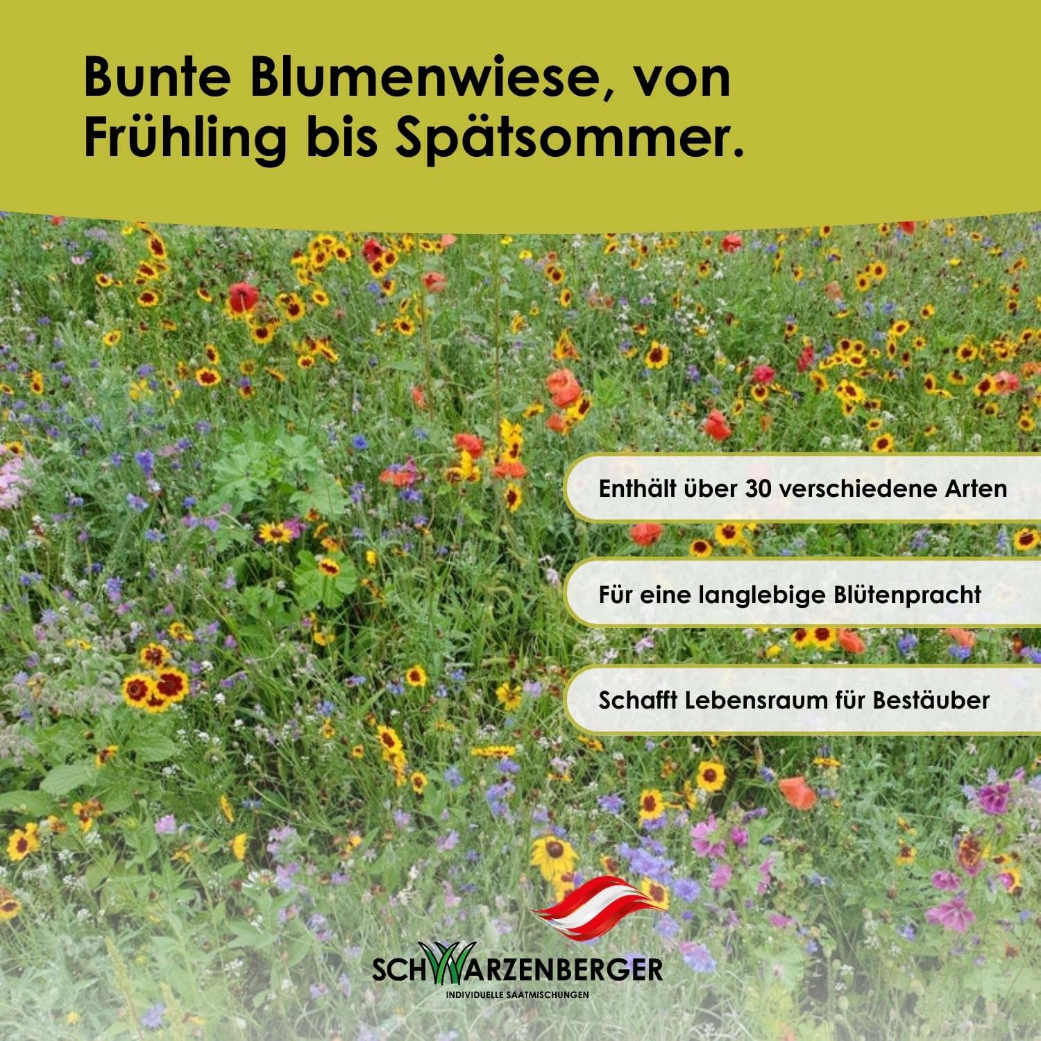 Samen Schwarzenberger I Mehrjährige Blumenwiese I 250 g für 100 m² I Samenmischung mit über 30 Arten I bestäuberfördernd & anpassungsfähig I für Schmetterlinge & Bienen