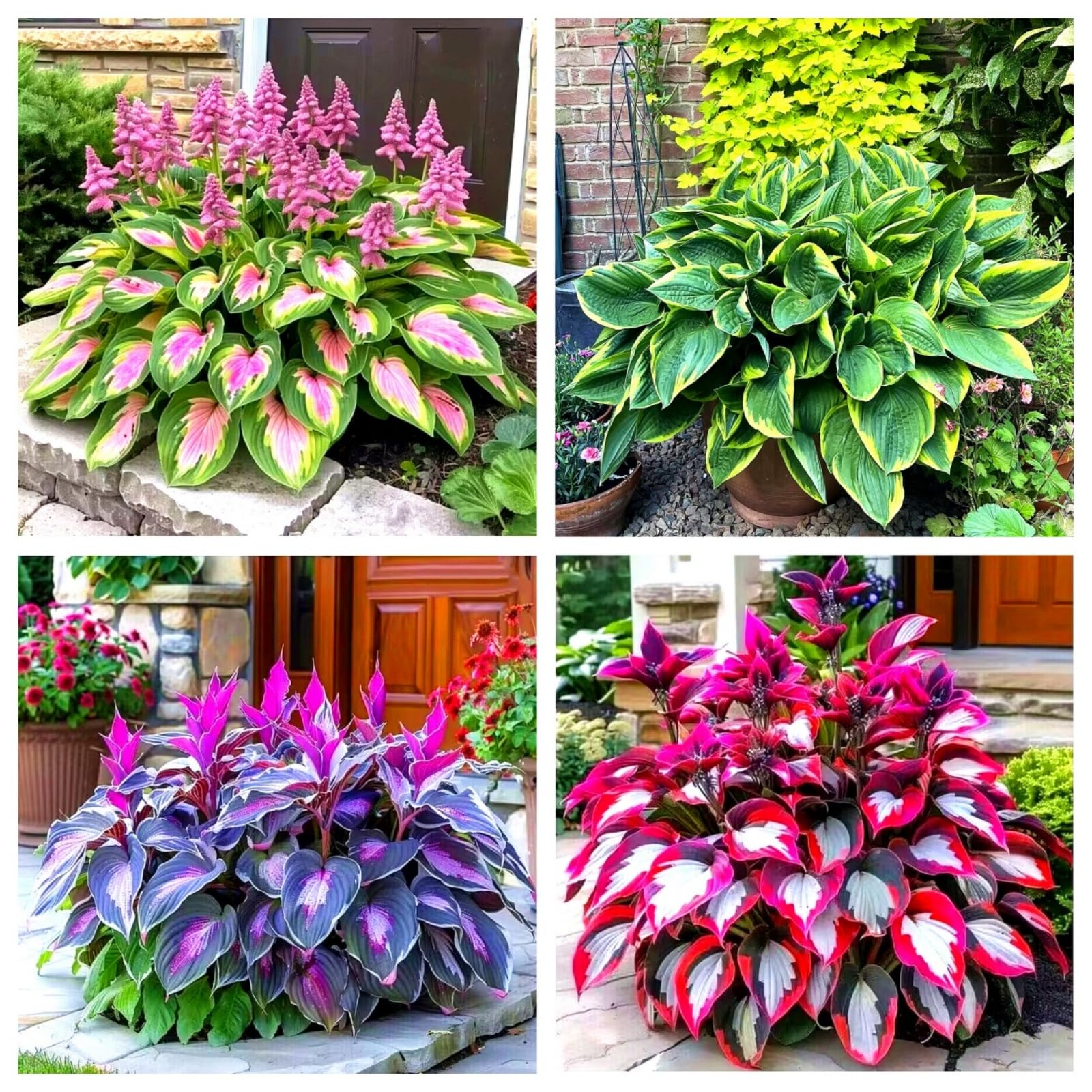 Hosta Bulbs, Cold-Resistant, Easy to Care for,Strong Plants That Grow Well/Mix Golden Jade Carving Feels Perfect-4bulbs-B