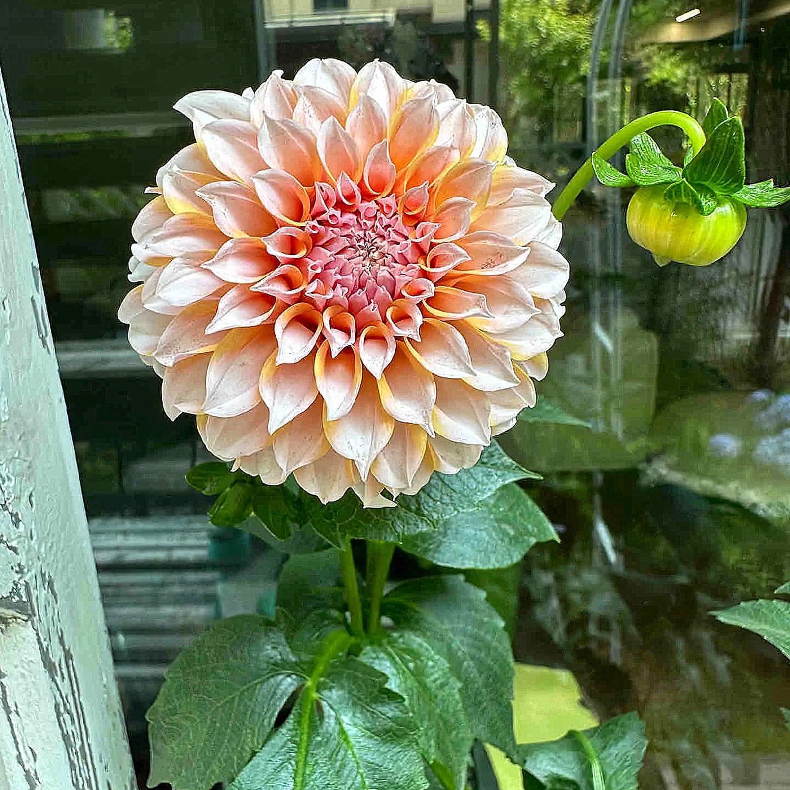 Dahlia Bulbs for Planting,Flowering Rhizome,Excellent Display Indoor Perennial Balcony Garden Bulbs,Dahlia Tubers UK,Dahlia Bulbs Mix-2bulbs-E