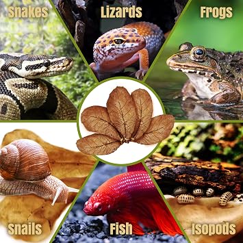 SunGrow Leaf Litter for Snakes, 10 Pcs Medium Indian Almond Catappa Leaves Substrate Maintain Humidity in Corn Snake and Ball Python Terrarium, 4-7 Inches, Reptile Tank Decor Accessories