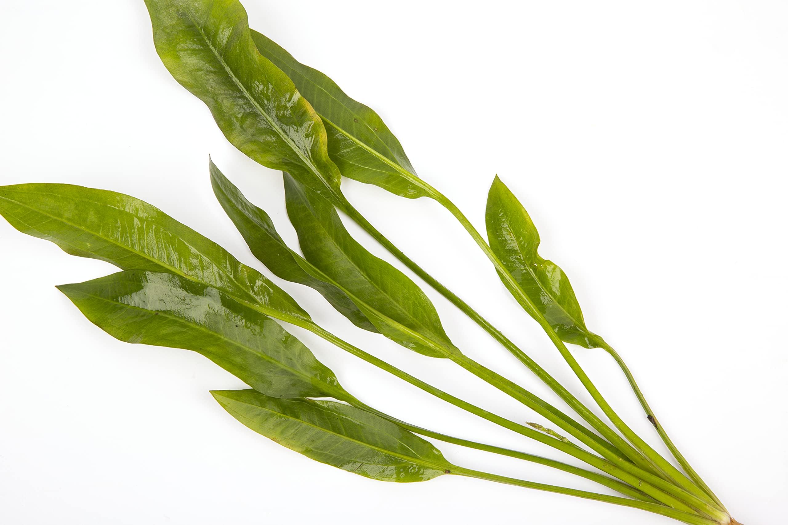 10 x Amazon Sword Plants Echinodorus Bleheri Live Aquarium Plants