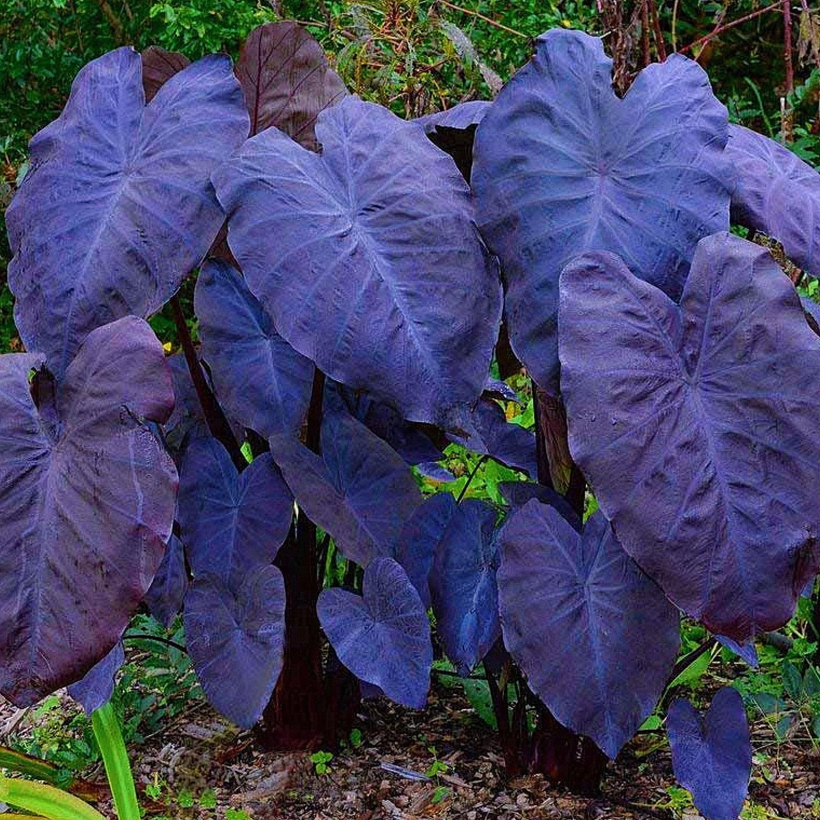 Elephant Ears Bulbs/for Planting Now UK/Strong Plants That Grow Well, Mix Bulbs for Planting, Excellent Display Indoor, Ornamental Flowers, 5bulbs-i