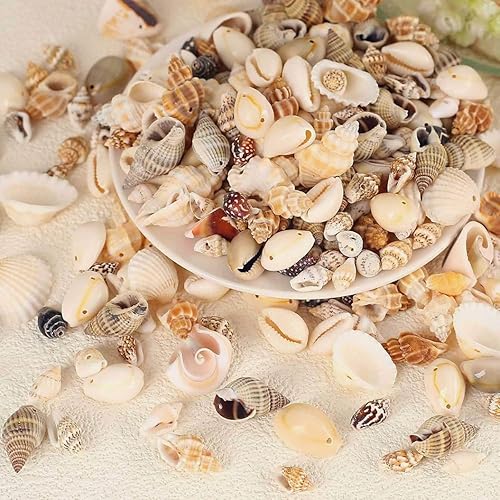 Miniatura 3 de Conchas marinas mixtas de 6.35 oz de océano, conchas marinas en espiral naturales diminutas para decoración del hogar, boda, jarrón de pecera,