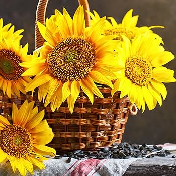 Sunflower Bean サンフラワー・ビーン レコード 2枚 Sunflower Bean サンフラワー・ビーン レコード 2枚