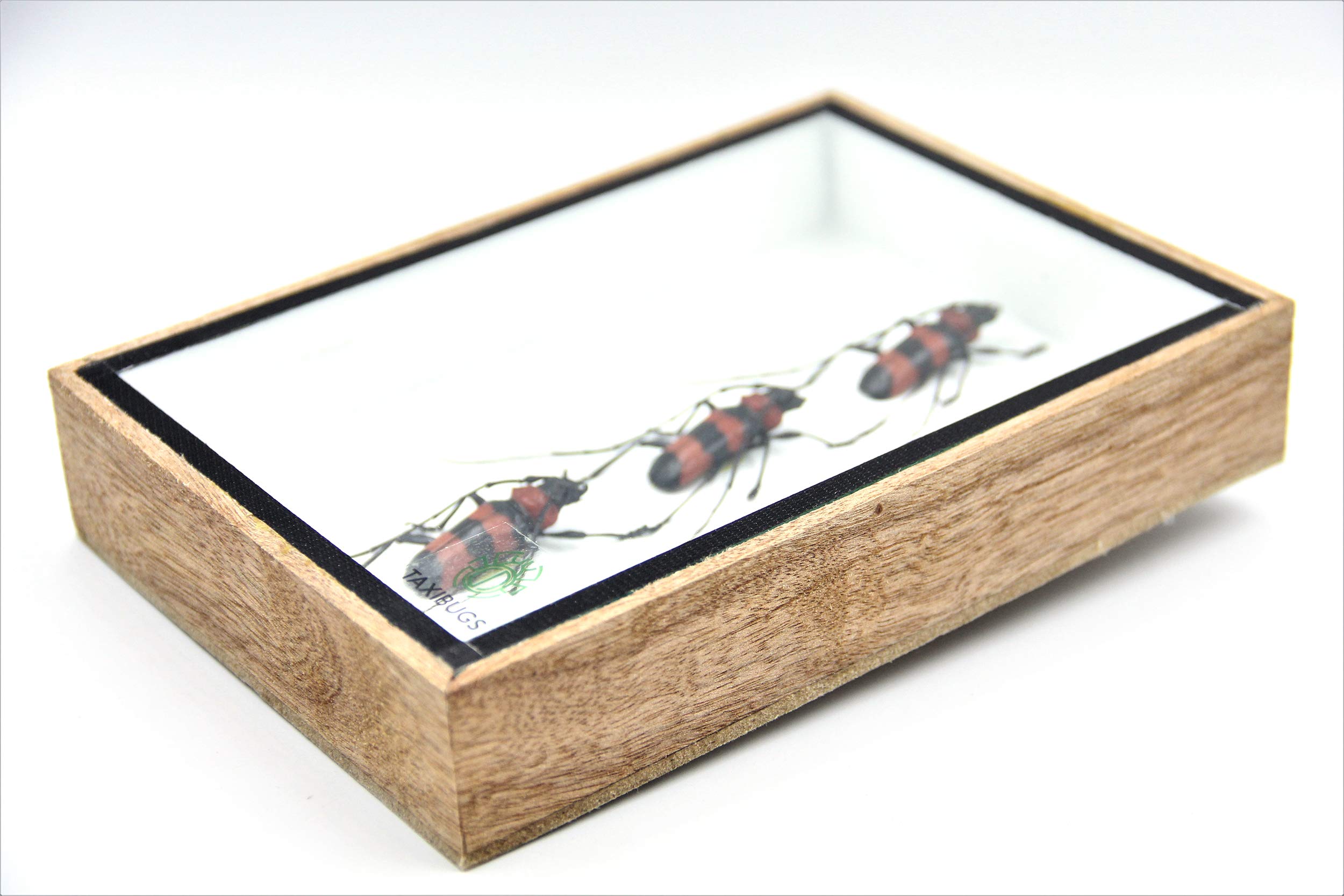 TAXIBUGS Real Cerambycdiae - Longhorn Beetle - Paveia superba The Taxidermy in Wooden Box with Hanger