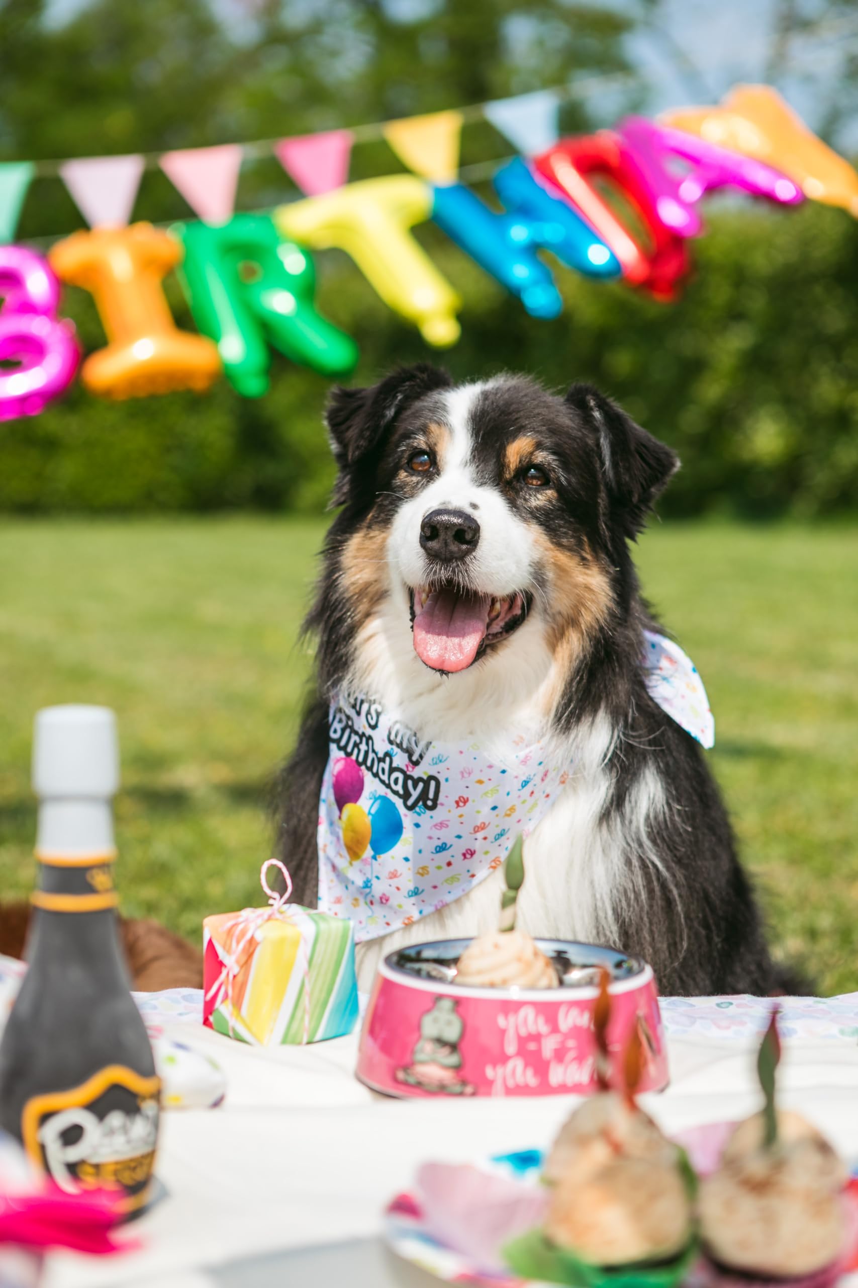 Croci Pet's Party Cupcake - Torta di compleanno per cani, Snack per cane complementare, senza zuccheri aggiunti, 65g