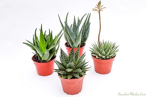 Miniatura 2 de Plantas suculentas de interior vivas - Suculentas grandes surtidas de 4 pulgadas - Plantas suculentas de interior totalmente enraizadas (4)
