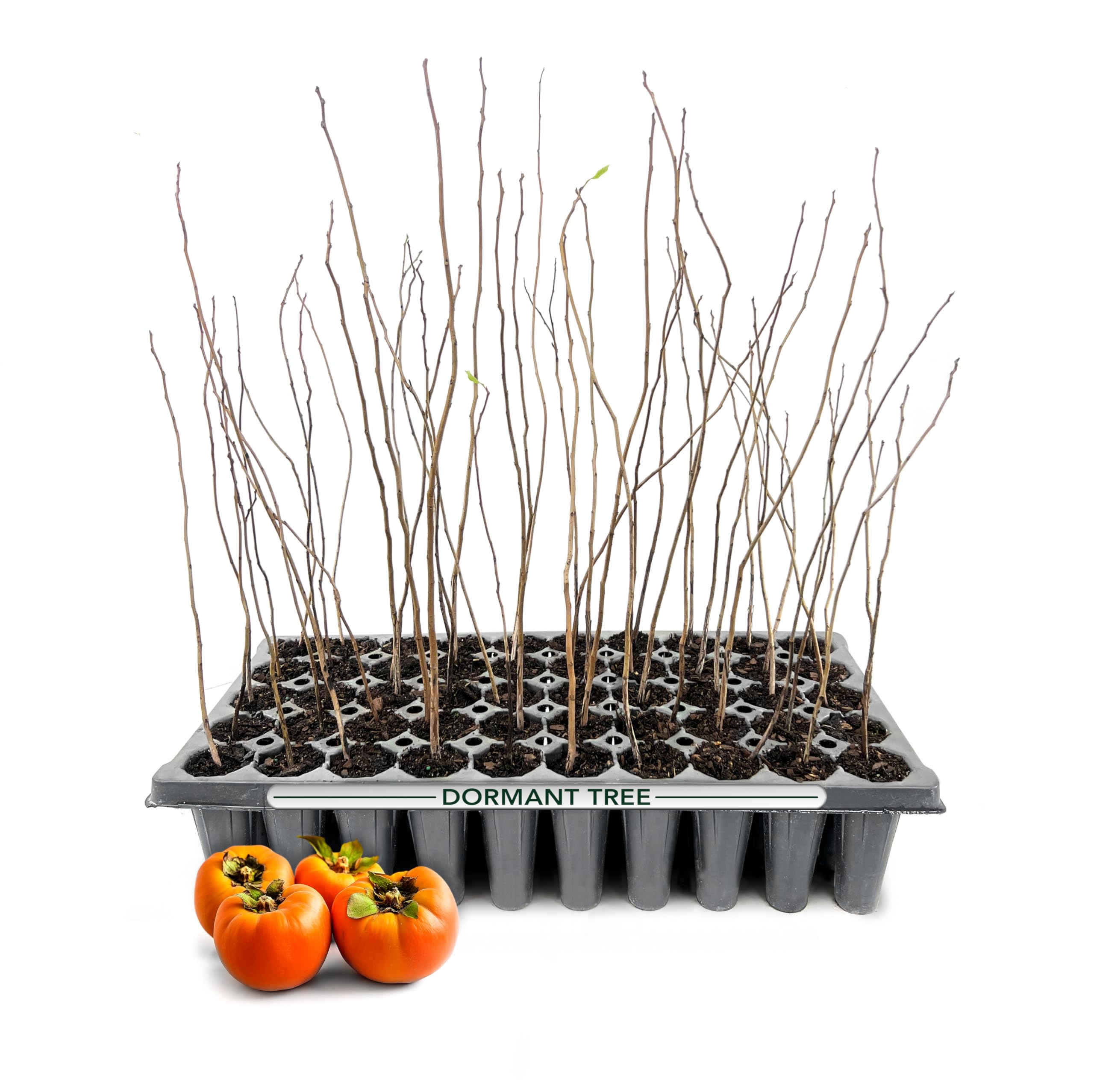 Florida Foliage Persimmon Fruit Trees 3 pack
