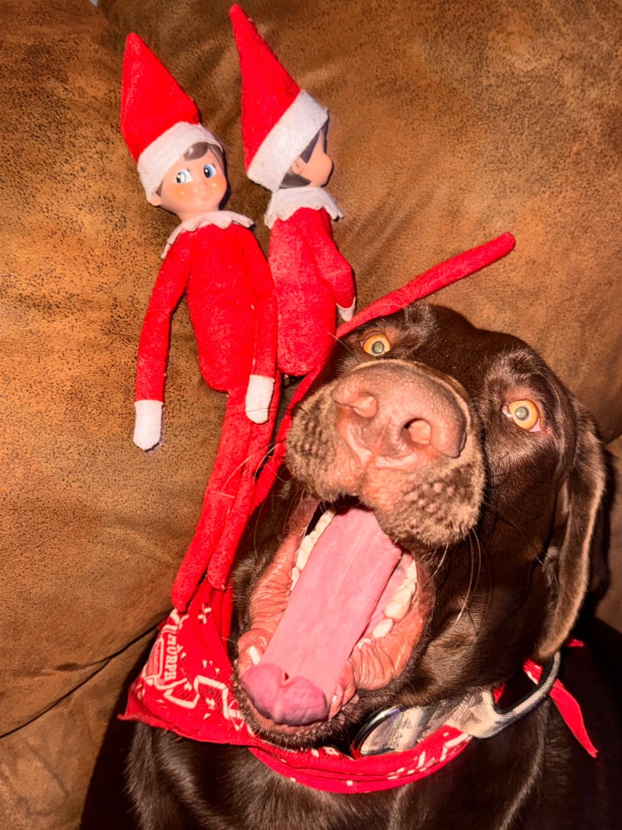 Purina ONE Dry Dog Food Lamb and Rice Formula - 40 lb. Bag photo review