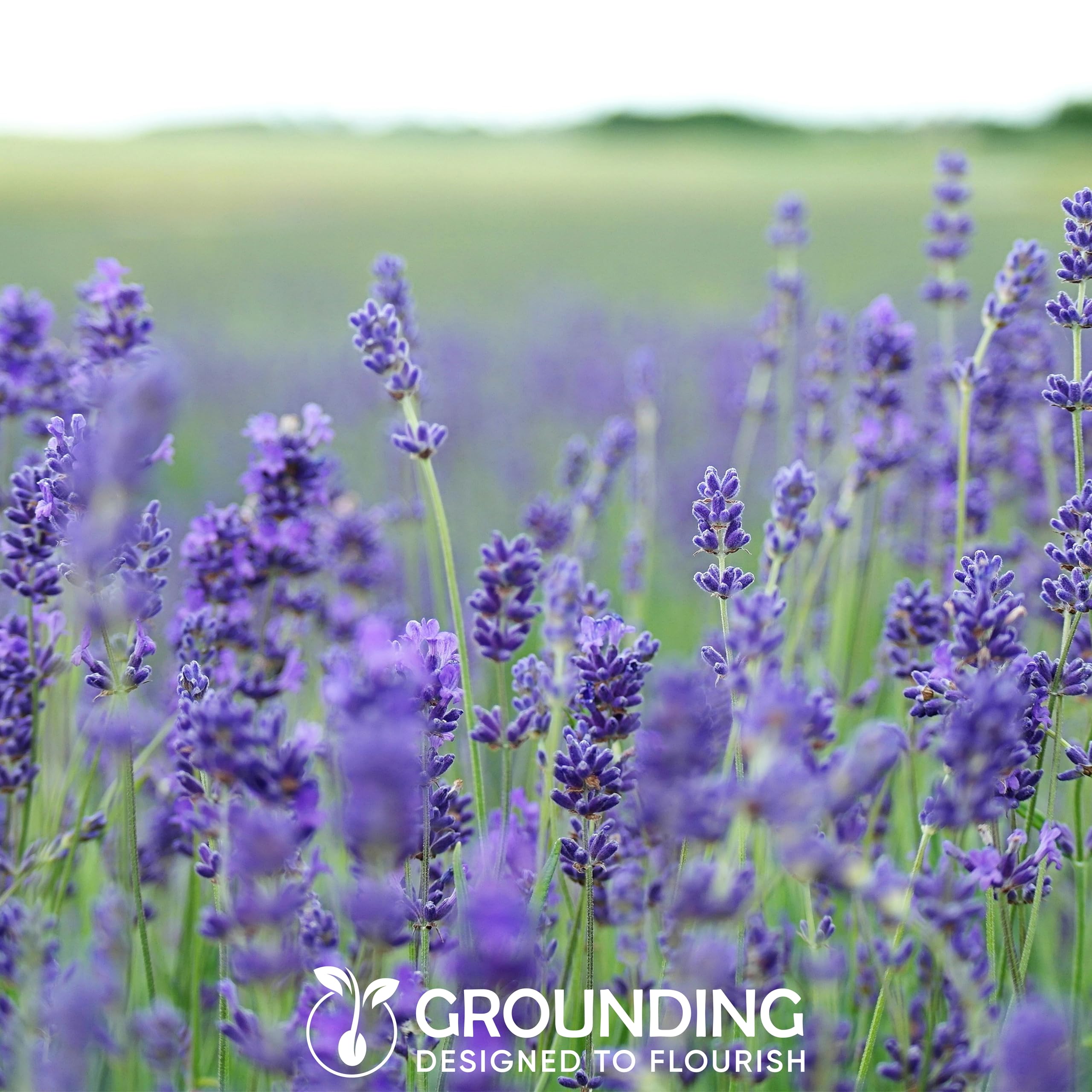 Grounding - Lavender Seeds (Lavandula angustifolia), 3000 seeds - Intense fragrance & purple blooms, ideal for garden & pots - European Quality