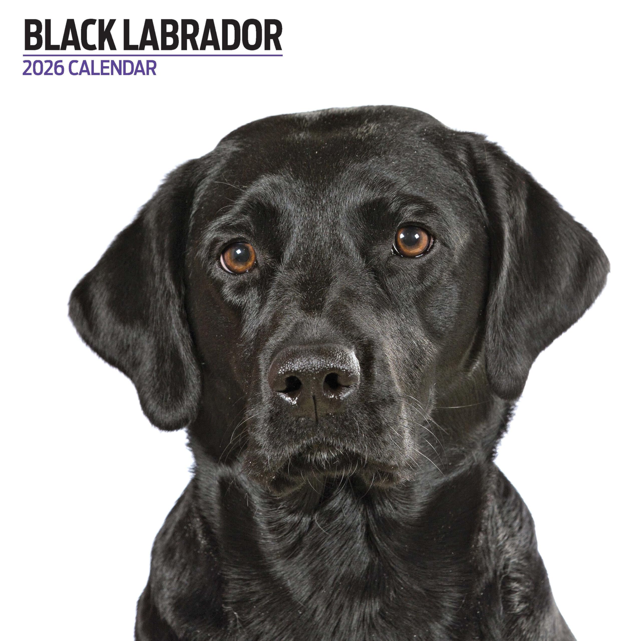 Labrador Black 2026 Modern Calendar