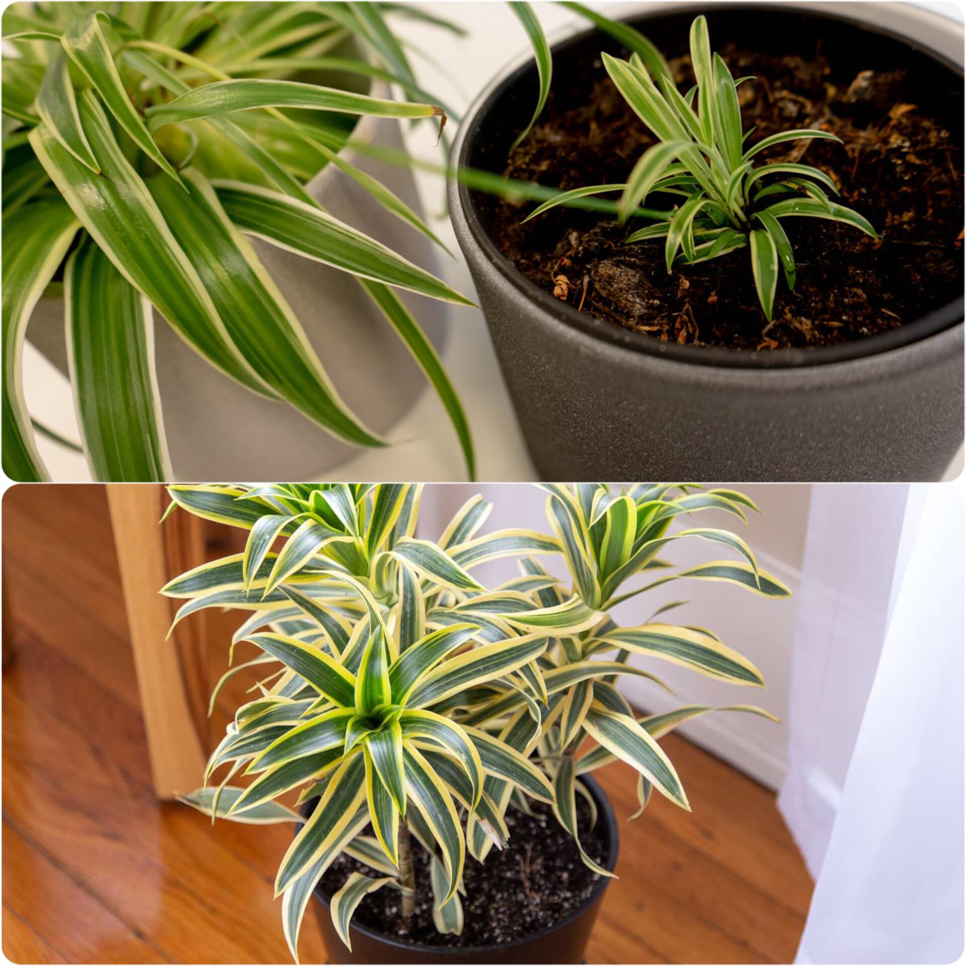 Air purifying indoor plants for bedroom,Air purifying indoor plants for bedroom,Plants for air purifyingSpider plant (Pack of 2 With pot) (B0CVXLS3PX) Amazon Price History, Amazon Price Tracker