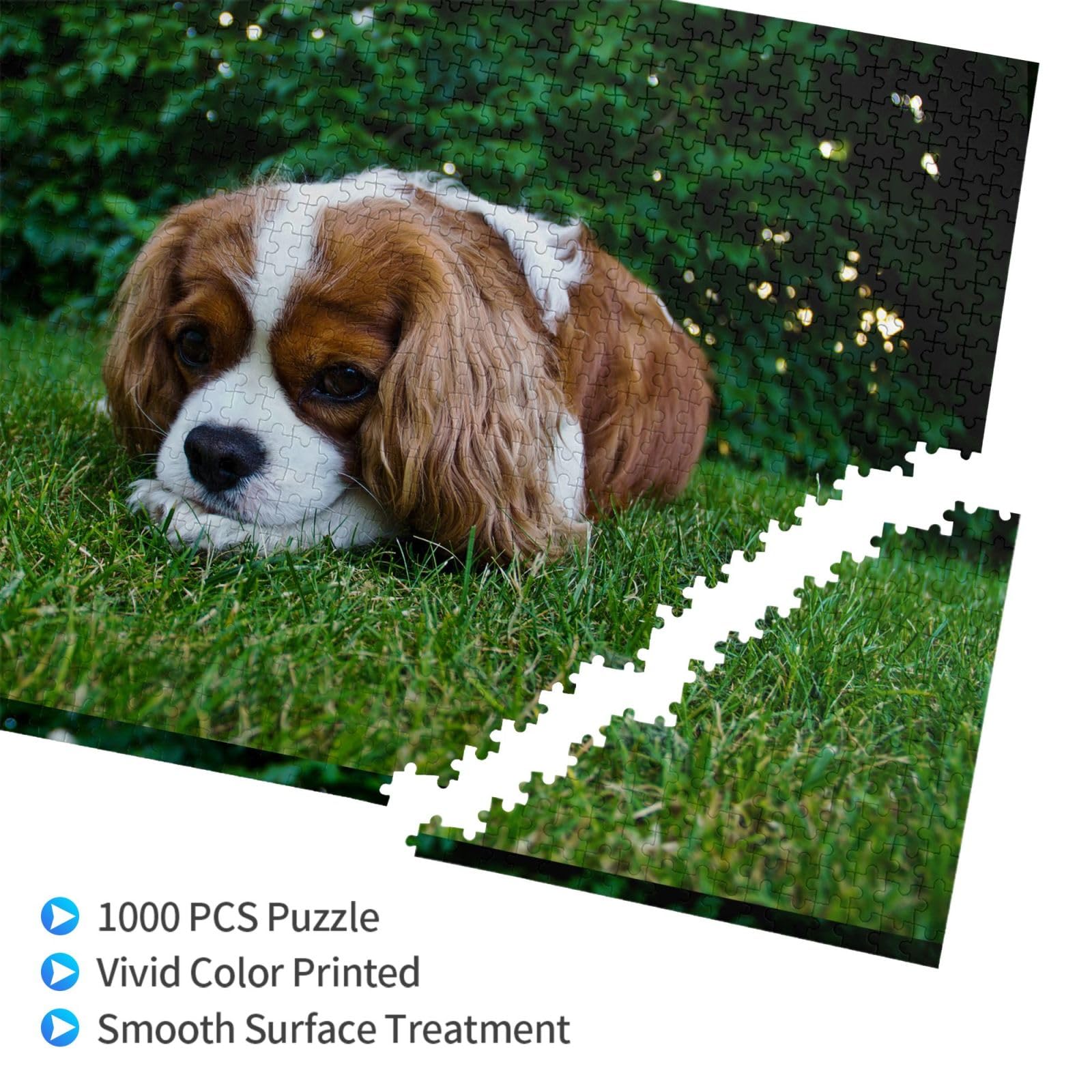 Gioco di puzzle per adulti, puzzle impegnativi, puzzle da 1000 pezzi, Cavalier King Charles Spaniel marrone bianco