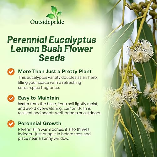 Miniatura 2 de Outsidepride Semillas aromáticas y aromáticas de eucalipto y arbusto de limón para jardín - 25 semillas