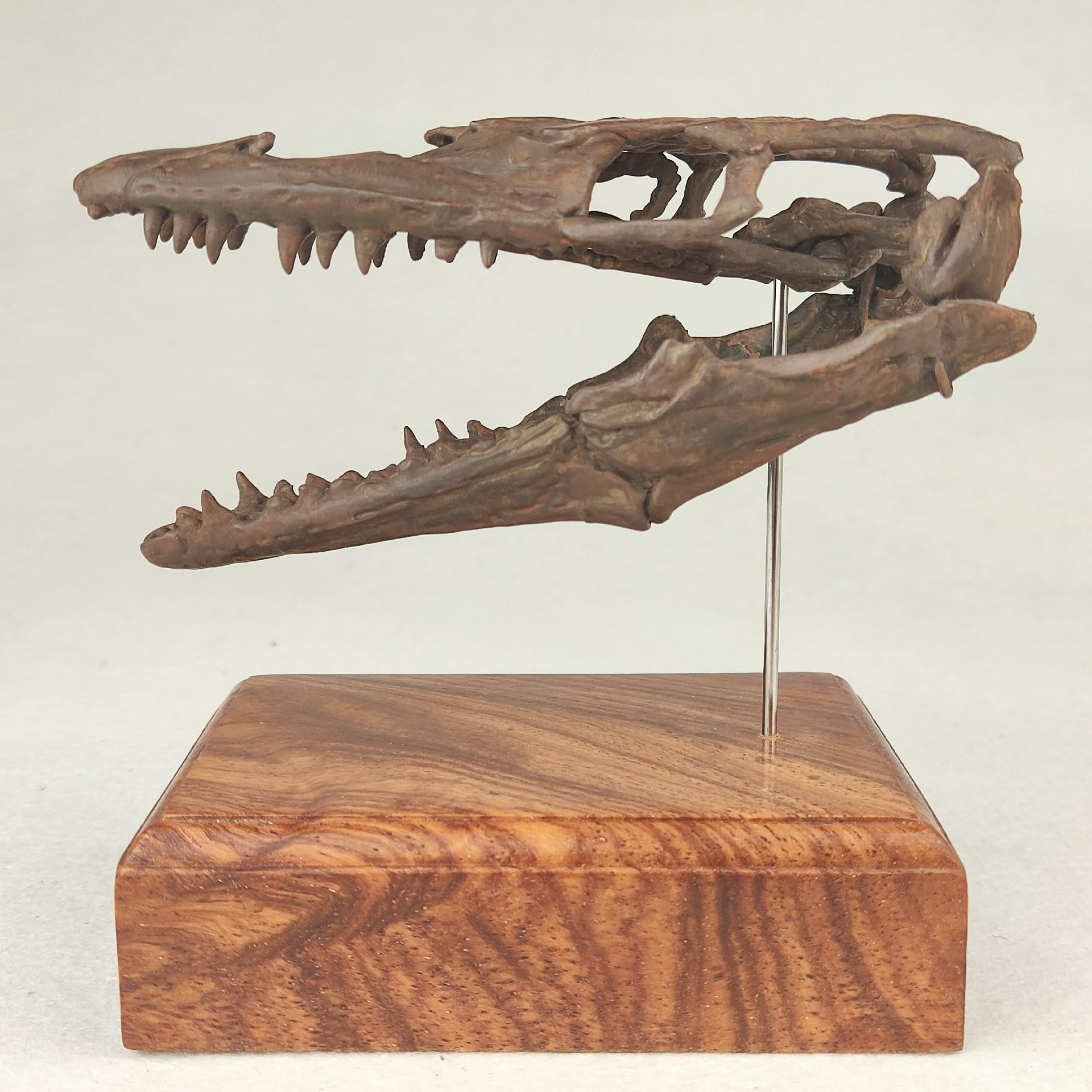 Amazon.co.jp: 菊石 モササウルス 骨格 フィギュア 頭蓋骨 水生