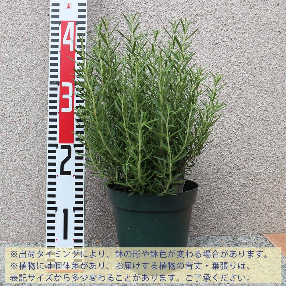 81R1jCD8LKL._AC_UF1000,