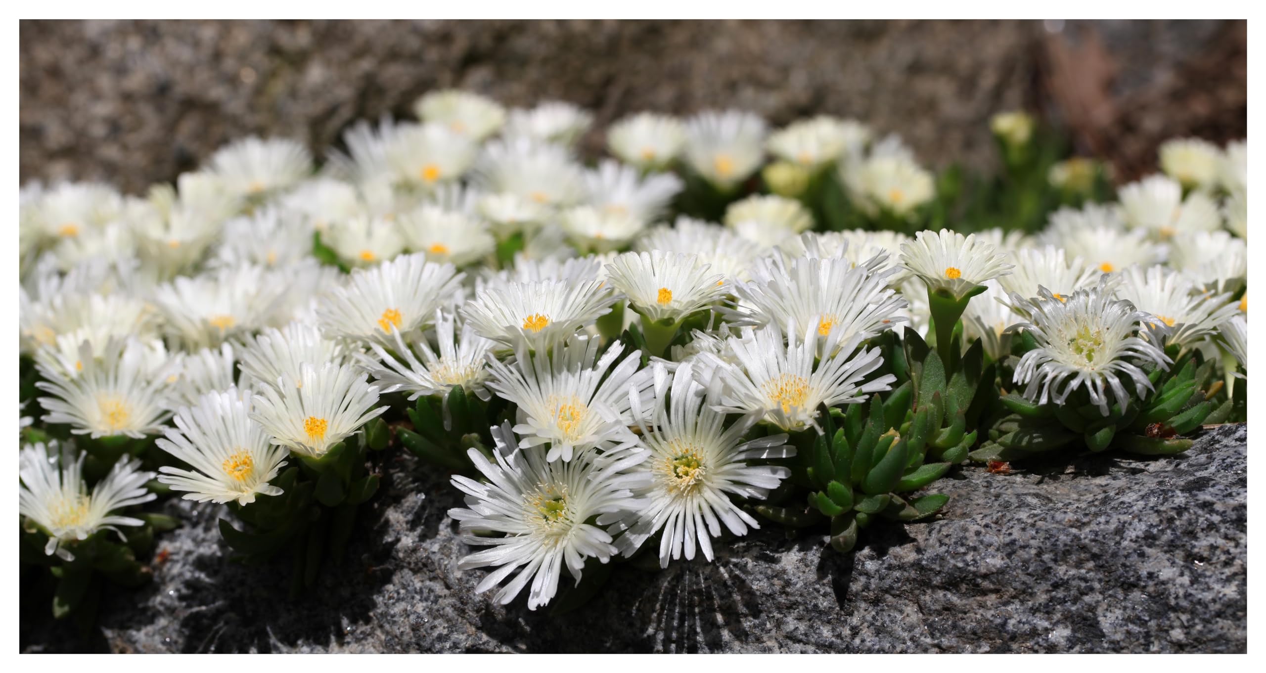 Stauden Gänge 10 x Delosperma cultorum 'Jewel of Desert Moonstone'