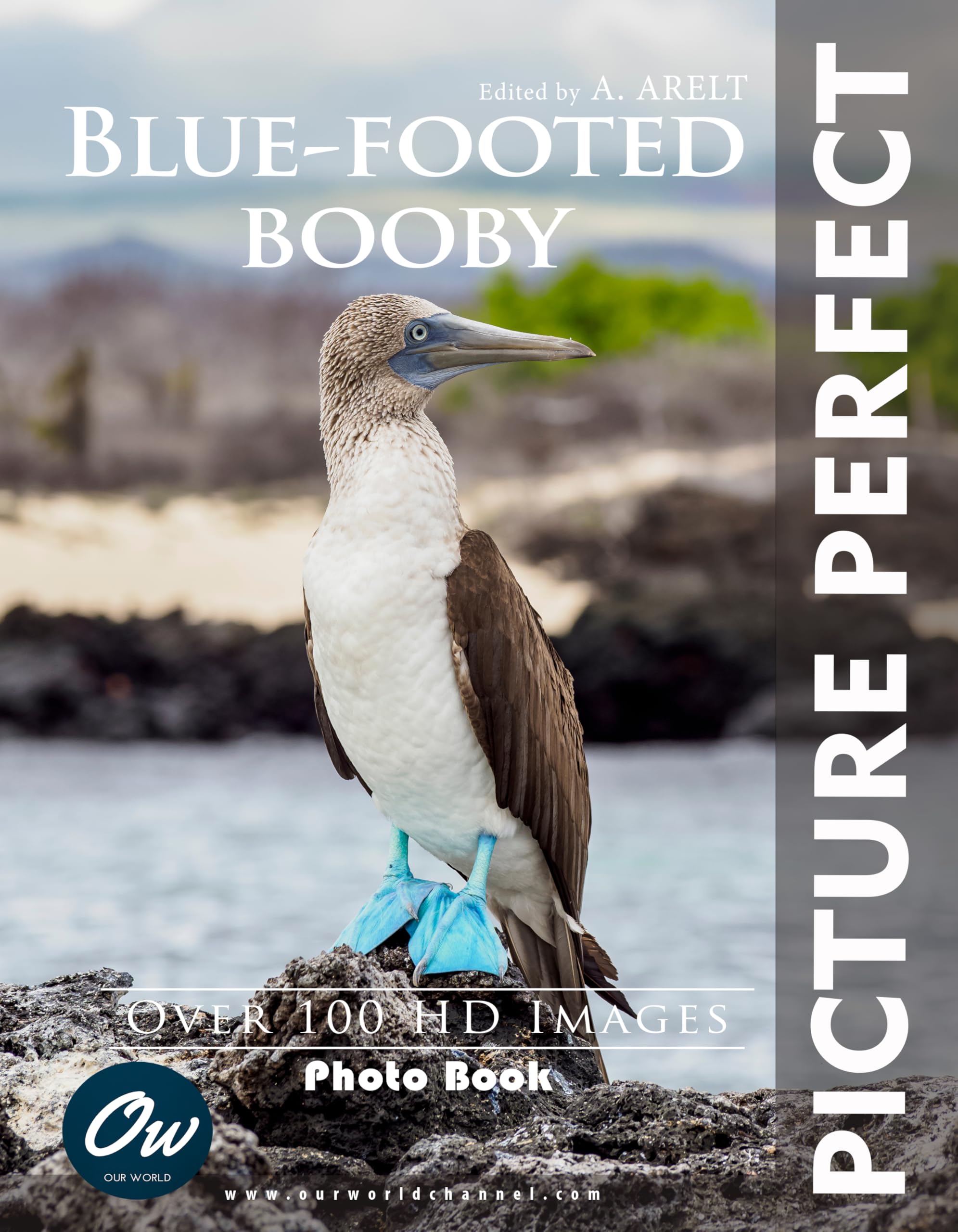 Blue-footed booby Picture Perfect Photo Book cadeau original passionnés de voyage