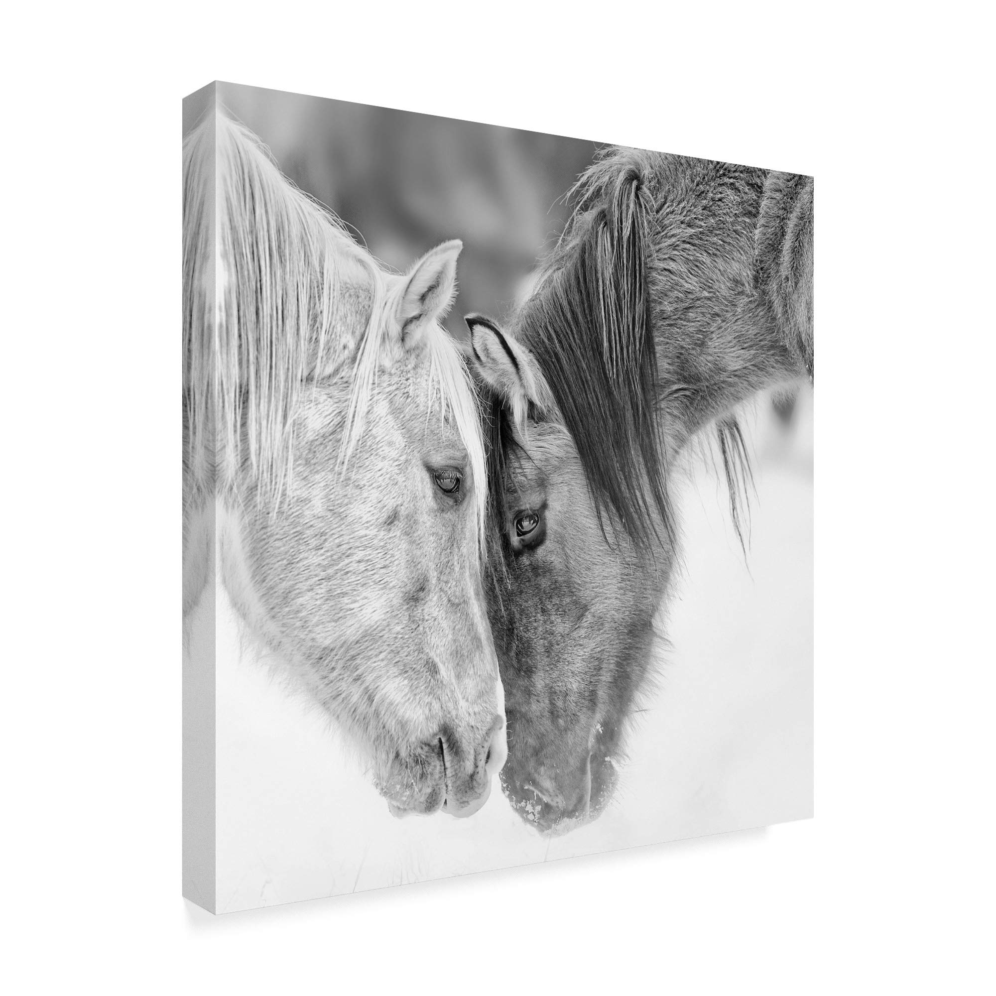 Amazon.co.jp: Trademark Fine Art 白黒の馬 VII PHBurchett作