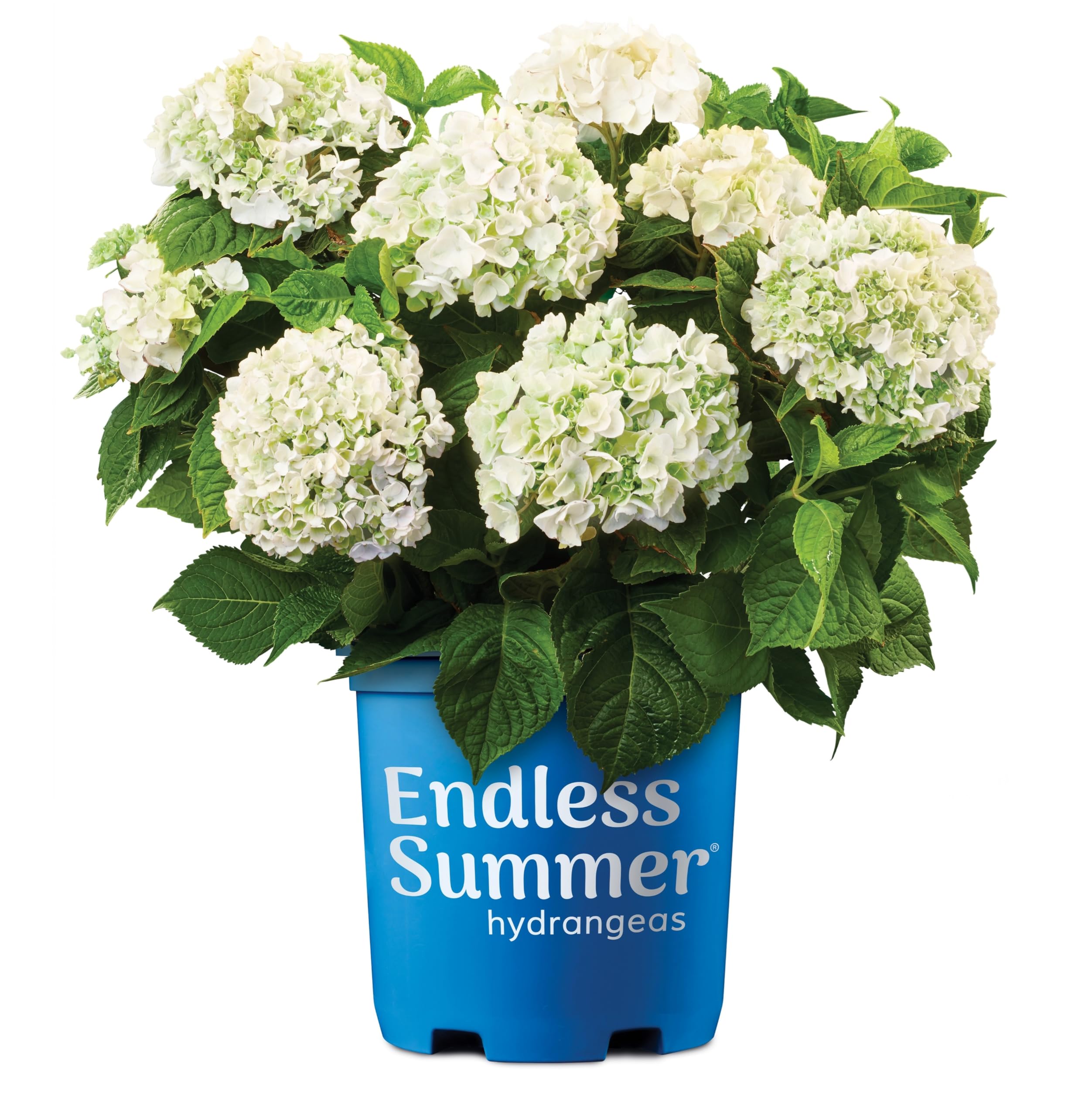 Endless Summer Hydrangea Blushing Bride