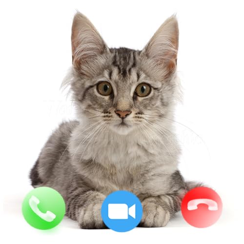 Cat Prank Video Call
