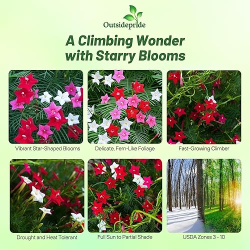 Miniatura 2 de Outsidepride Semillas de vid de ciprés mixtas, 100 piezas de semillas anuales de flores con néctar, flores en forma de estrella y hojas plumosas,