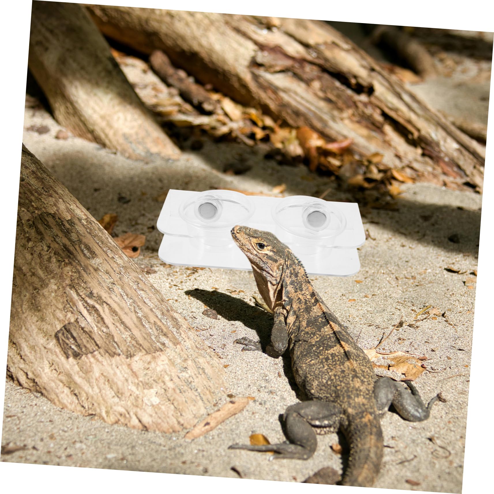 BESPORTBLE 5juegos Cuenco De Alimentación Magnético para Reptiles Comedero De Agua y Comida para Iguana y Tortuga Diseño Espacioso y Tazones Reemplazables para Terrarios De Reptiles