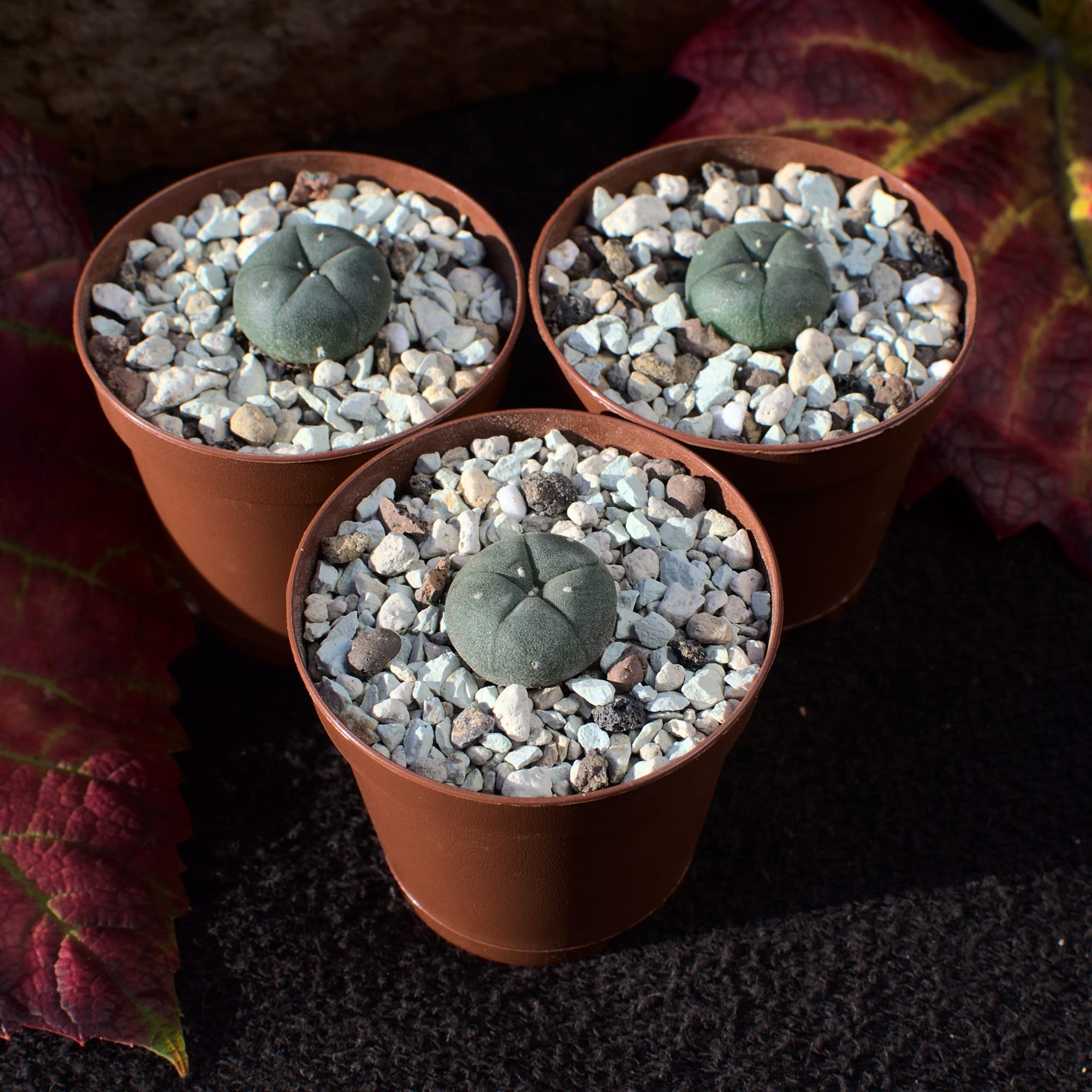 3x Lophophora williamsii peyote, Durchmesser 1,5cm : Amazon.de: Garten