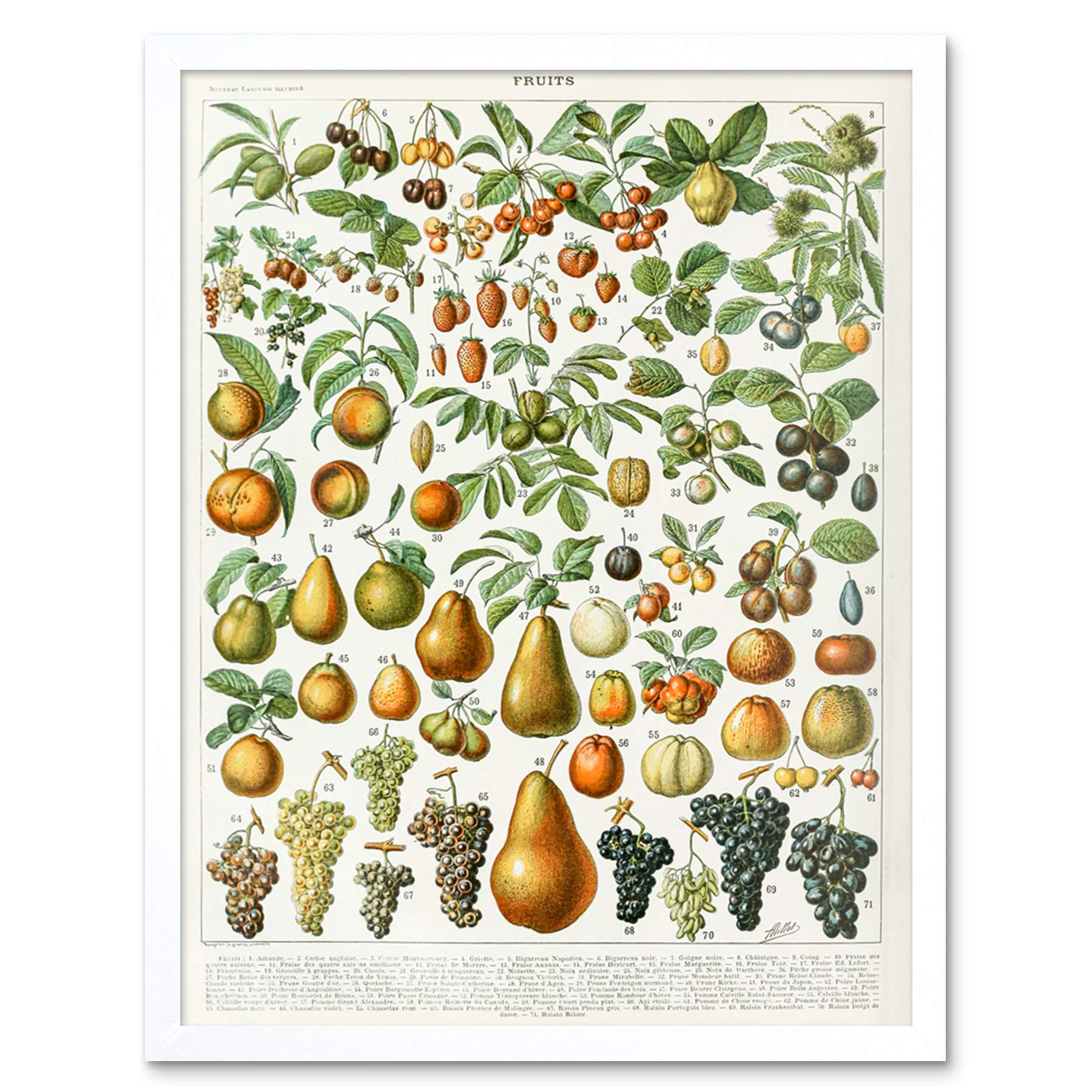Artery8 Millot Encyclopedia Page Fruit Pear Grapes Art Print Framed Poster Wall Decor 12x16 inch