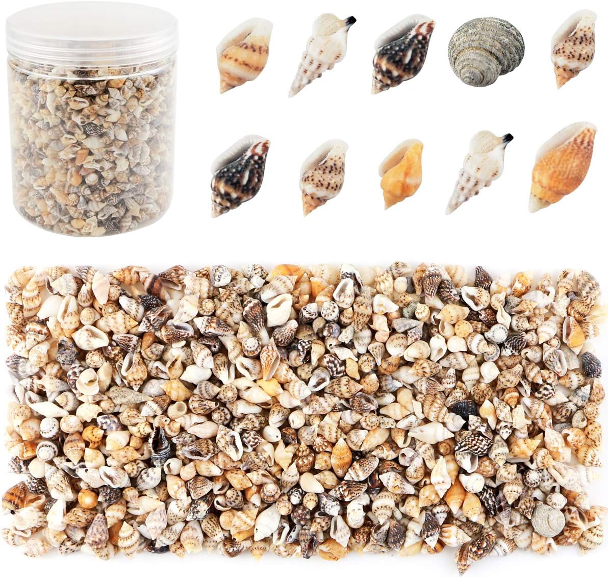 2000 Pcs Tiny Sea Shells for Crafting,Mixed Ocean Beach Mini Seashells Bulk for Home Decorations,Beach Theme Party, Small Shells for Craft, Wedding Decor, Fish Tank Vase Filler(5-12 mm)