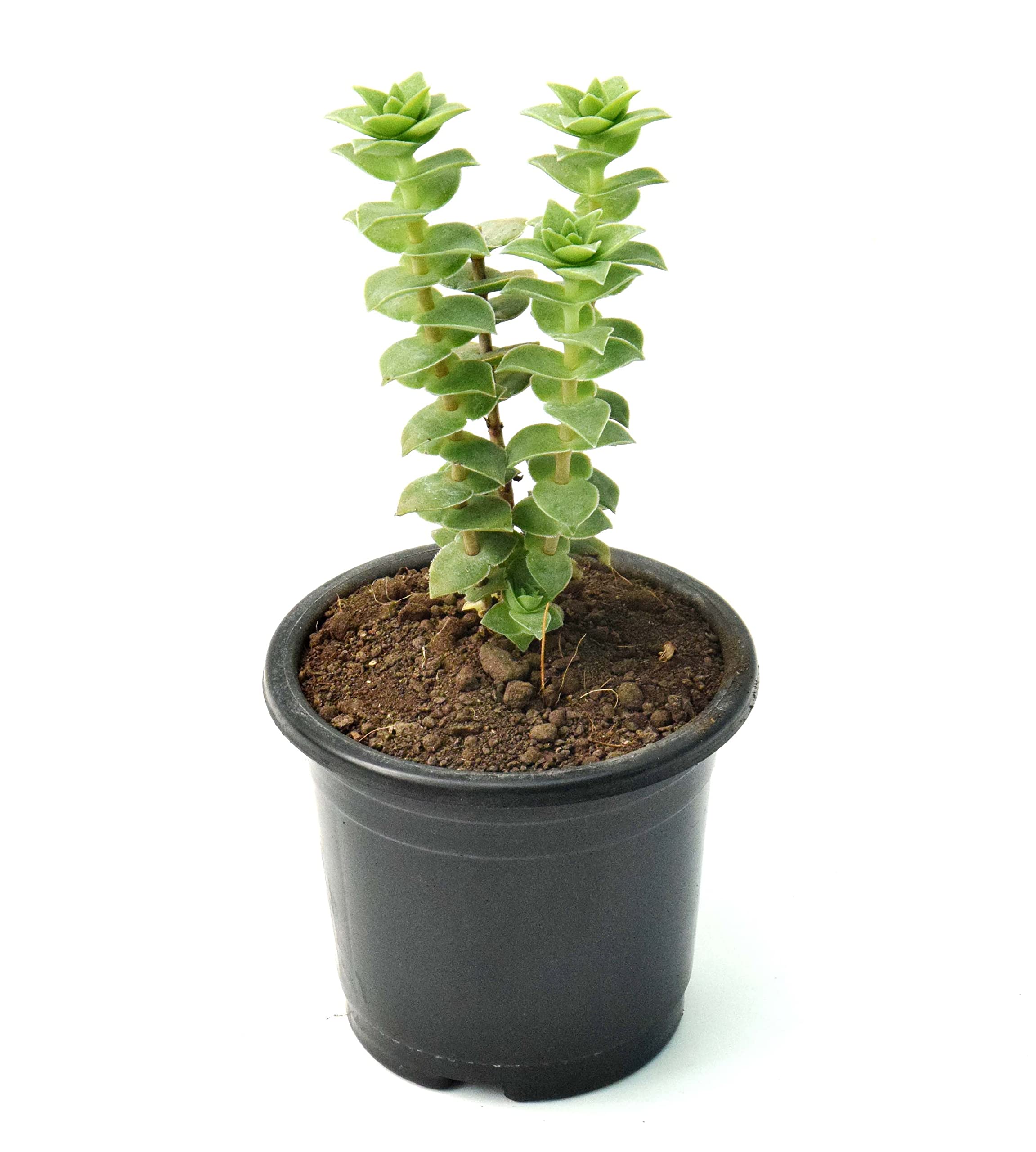original String of buttons (Crassula perforata) live plant Air purifying Plant