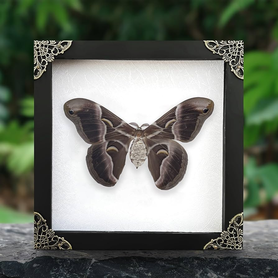 Cabilock Wood Insect Specimen Display Case With Clear