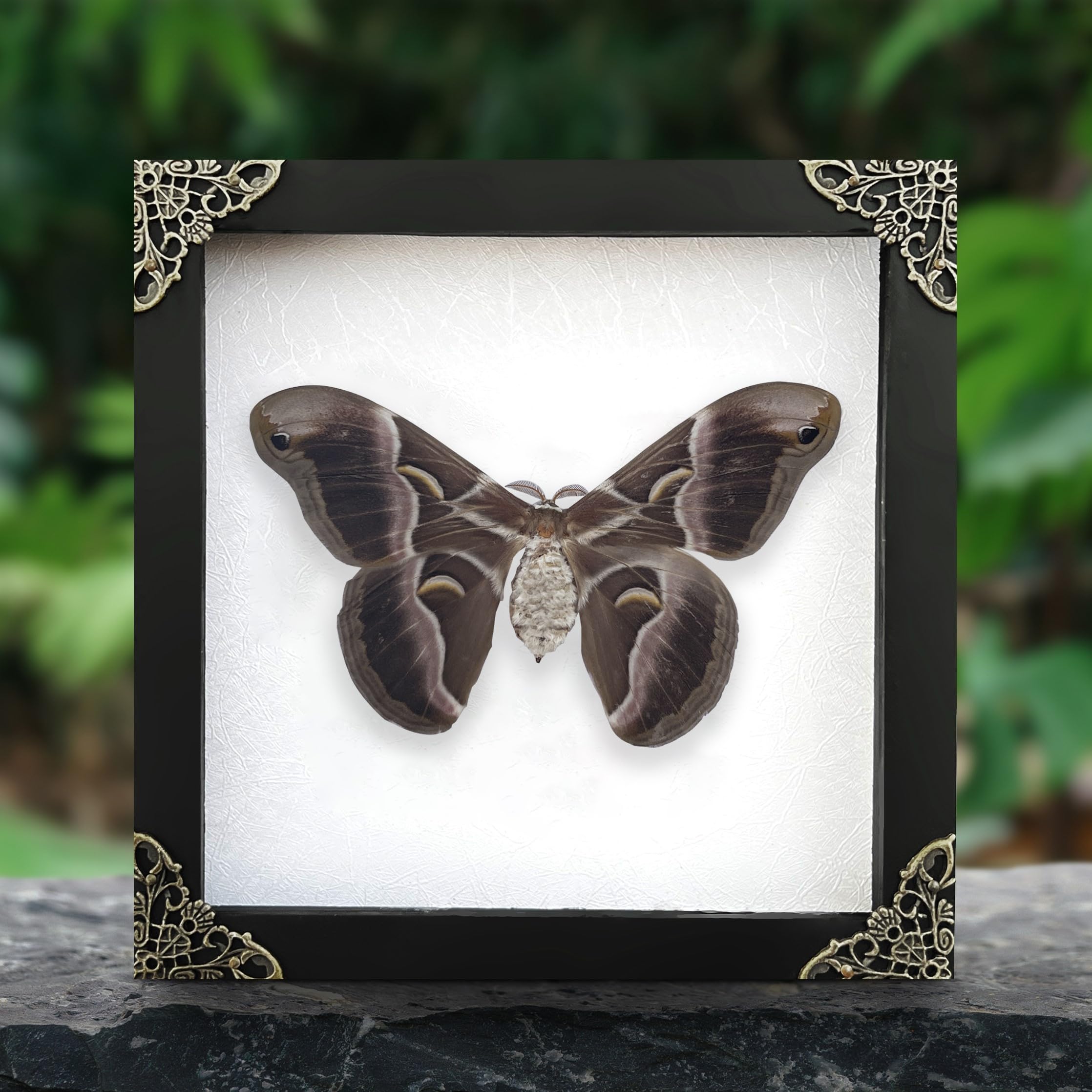 Maximalist Decor Real Framed Butterfly Moth Dead Insect Dried Bug ...