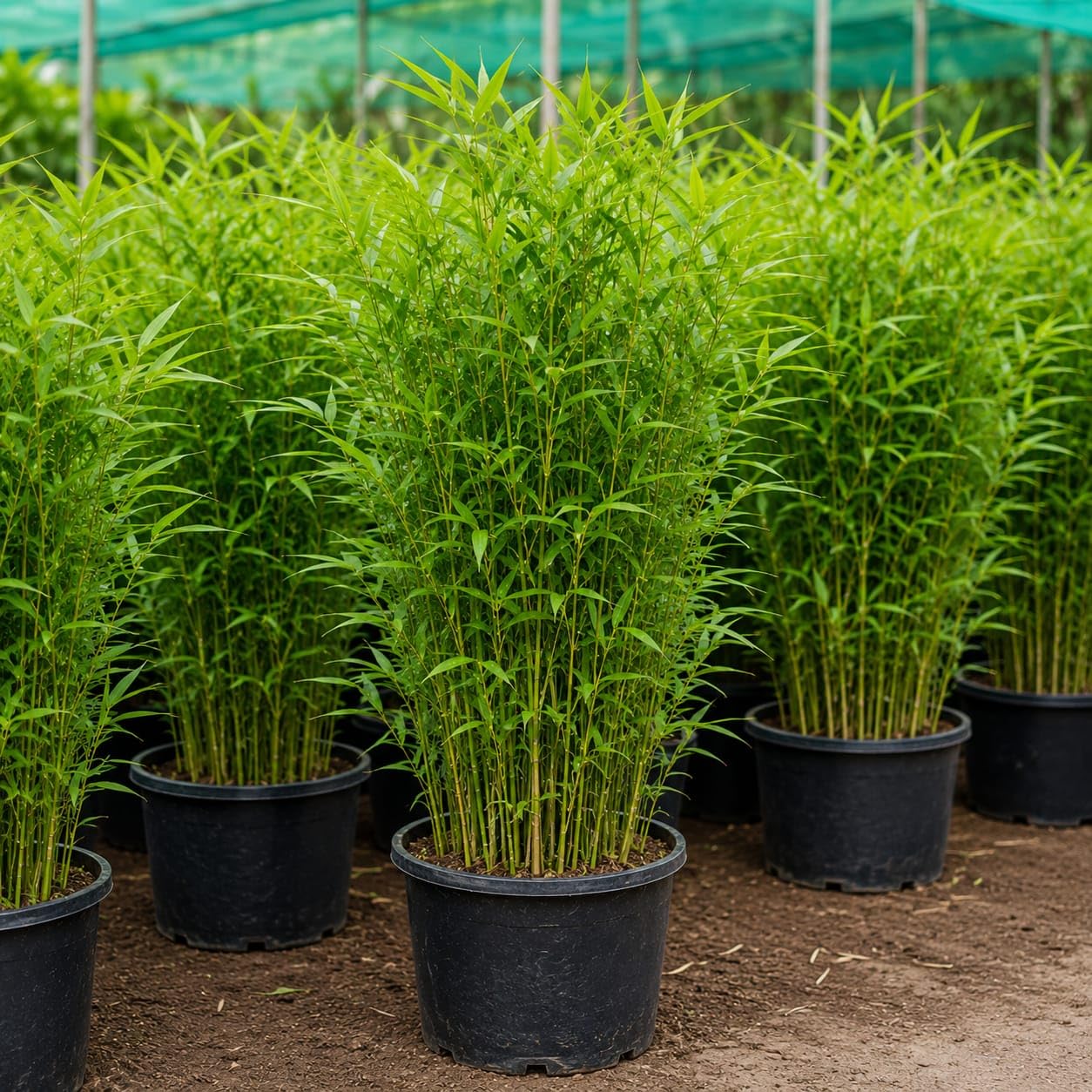 Boundary Wall Bamboo Plant Live | Nutan Bamboo for Green Fencing, Privacy Screen & Garden Border (1 Live Bush of 25 + Plants in a Growbag)-image-26