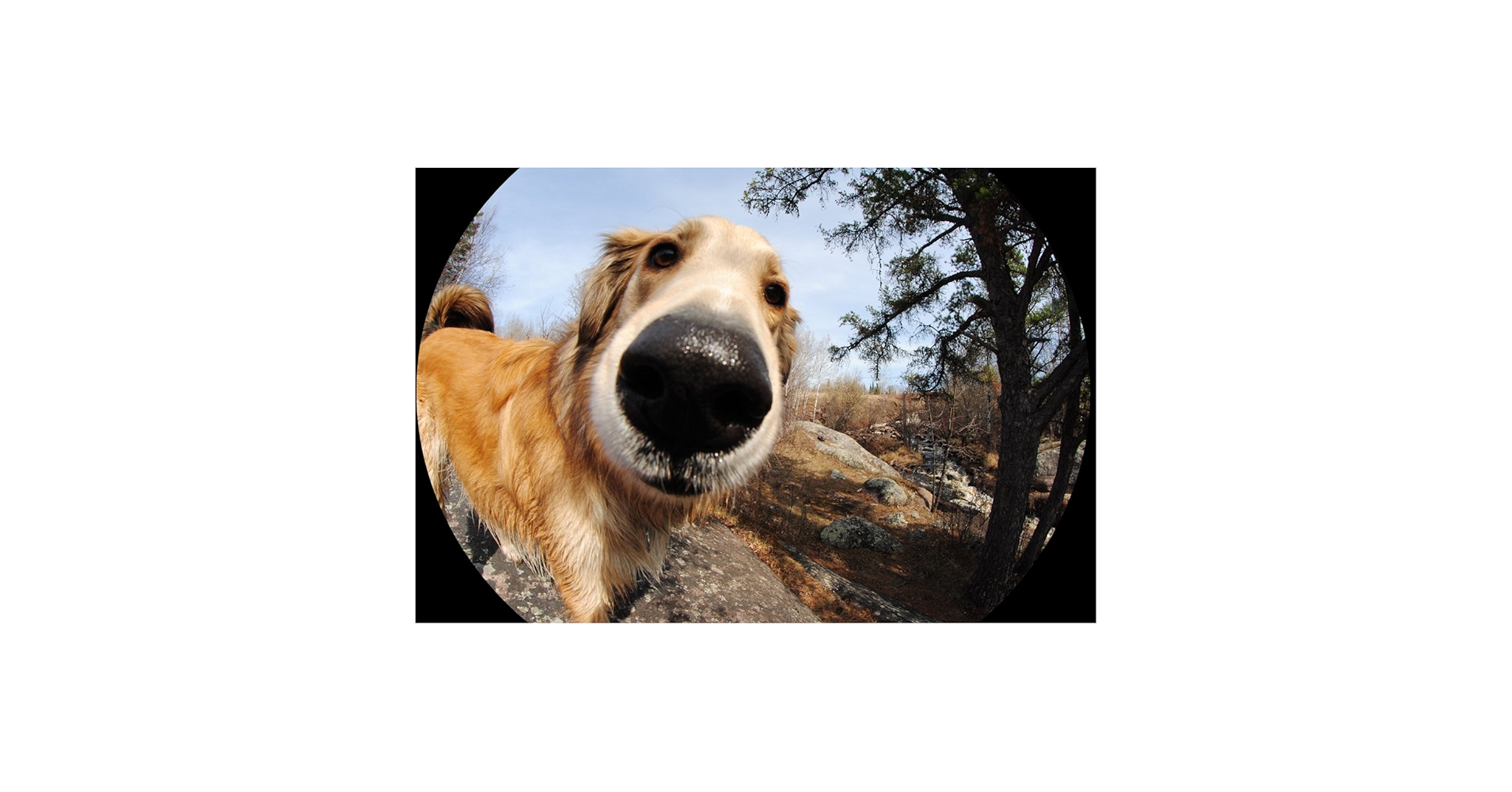 Amazon.com : New Super Fisheye (Fish-Eye) High Defintion