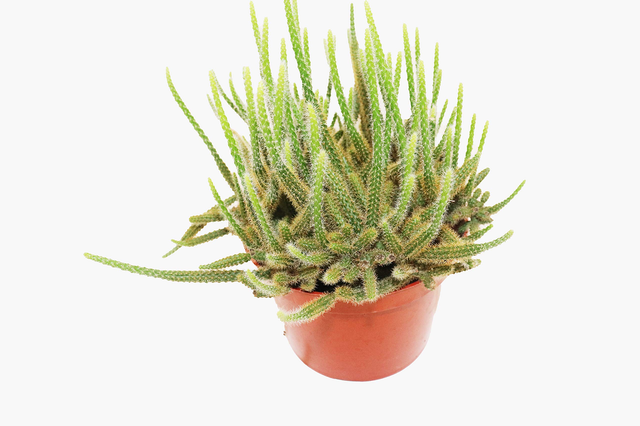 California Tropicals Hanging Rat Tail Succulent